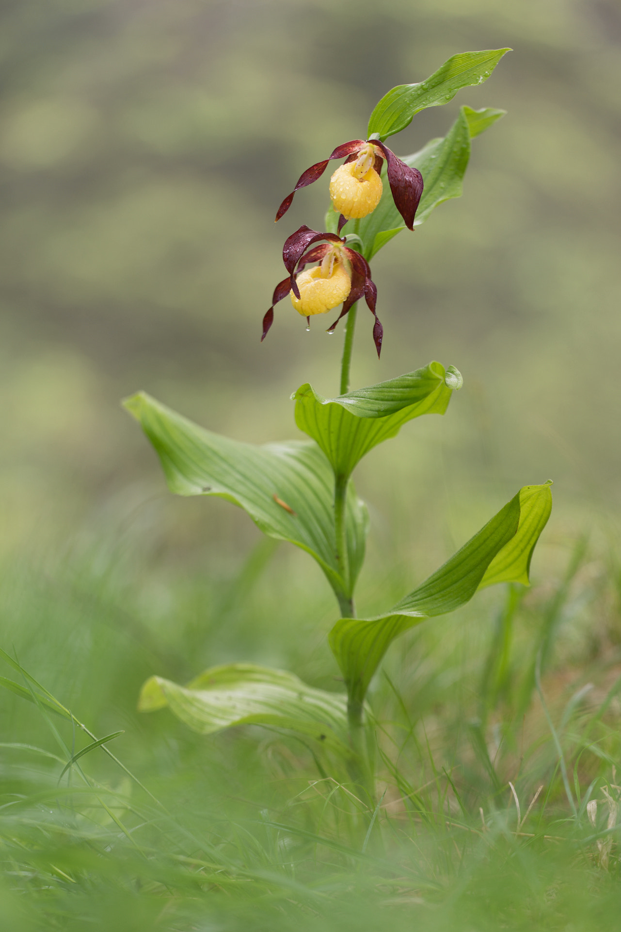 Sigma 150mm f/2.8 EX DG OS HSM APO Macro sample photo. Cypripedium calceolus photography