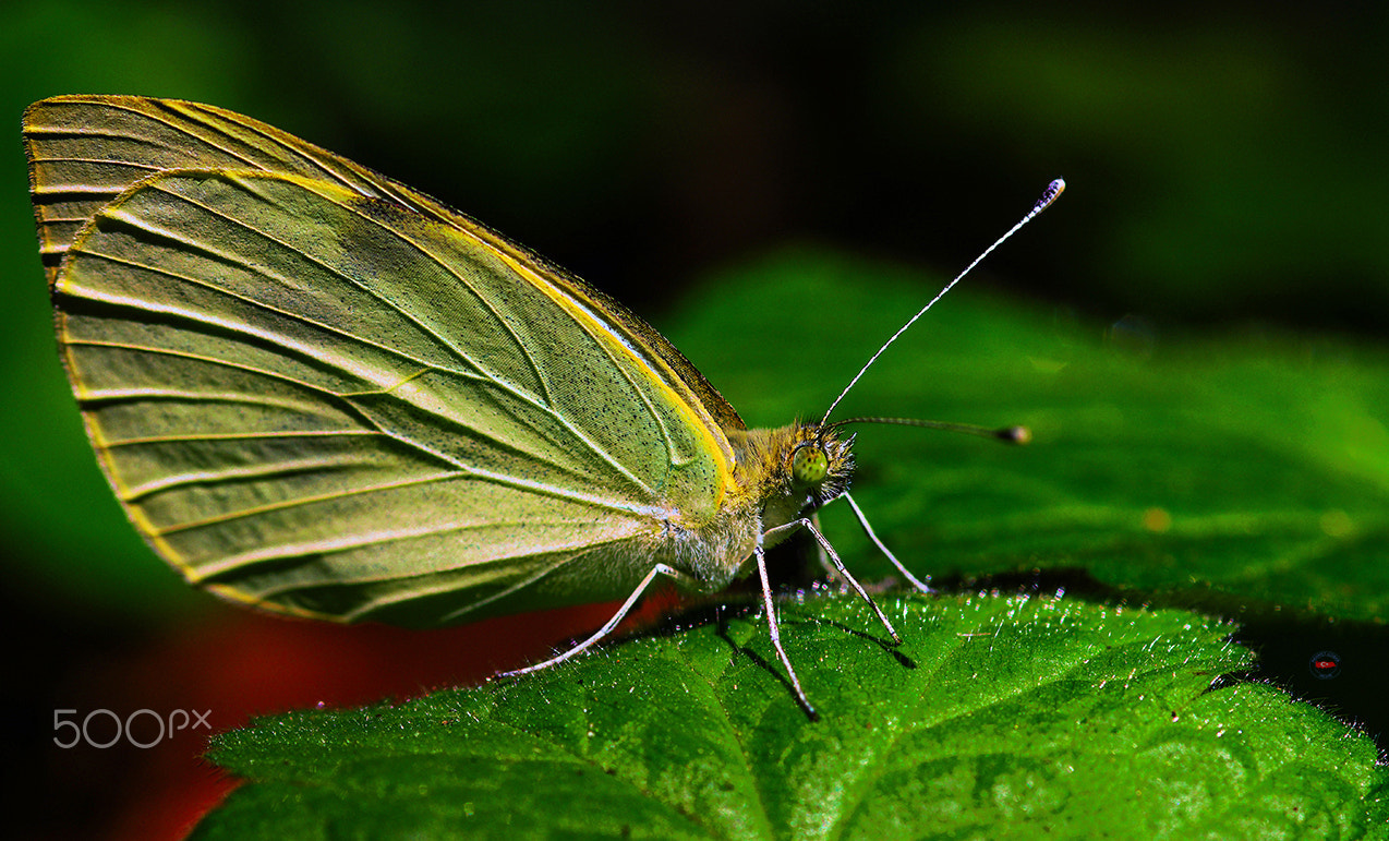 Pentax K-3 II sample photo. Yellow butterfly photography