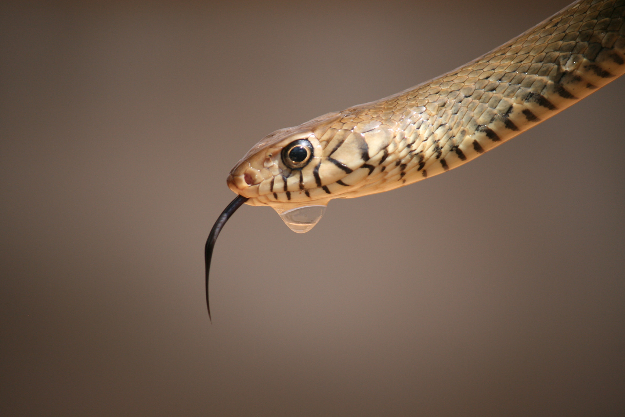 Canon EOS 400D (EOS Digital Rebel XTi / EOS Kiss Digital X) sample photo. Rat snake photography