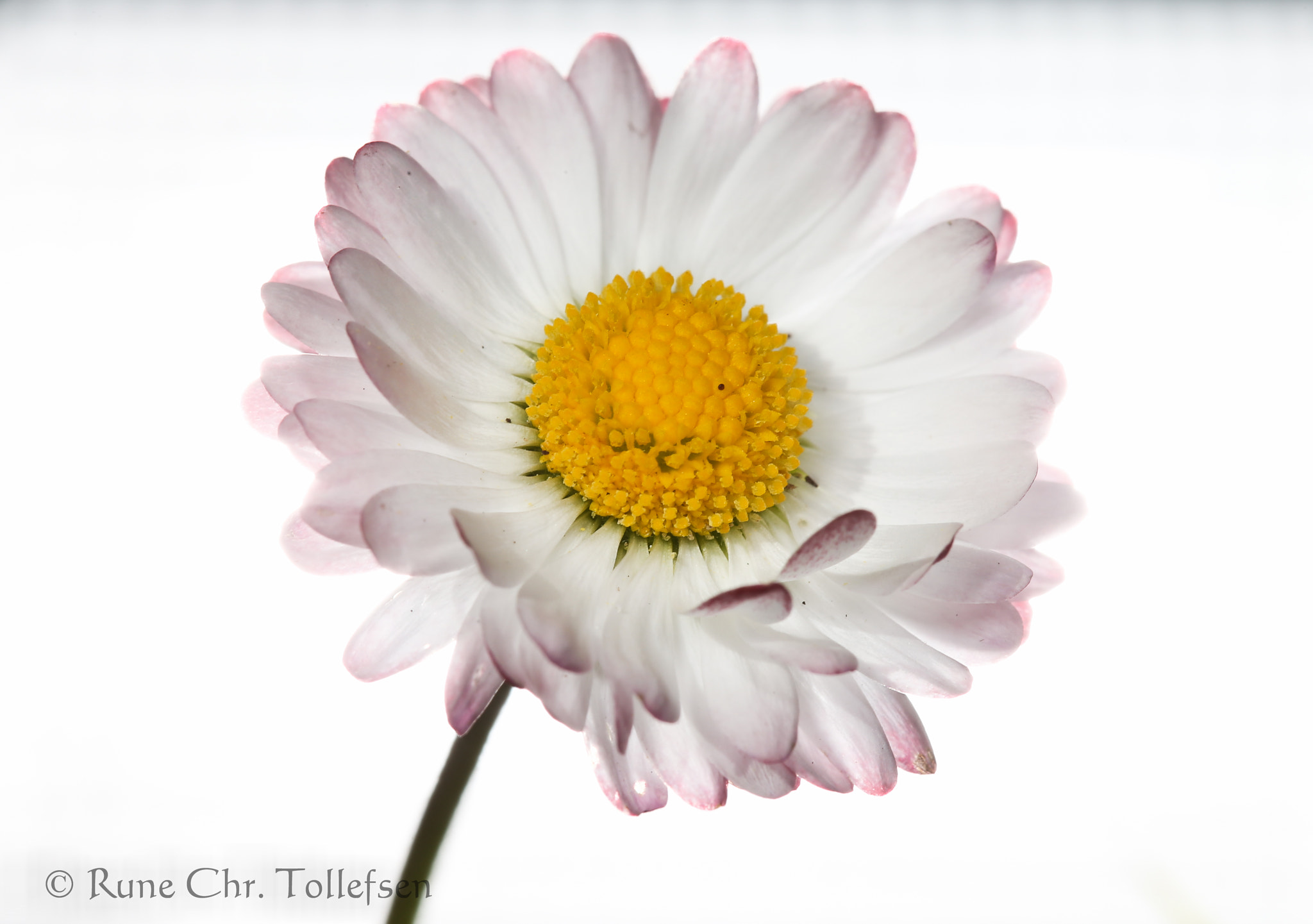 Canon EF 100mm F2.8 Macro USM sample photo. Tusenfryd photography