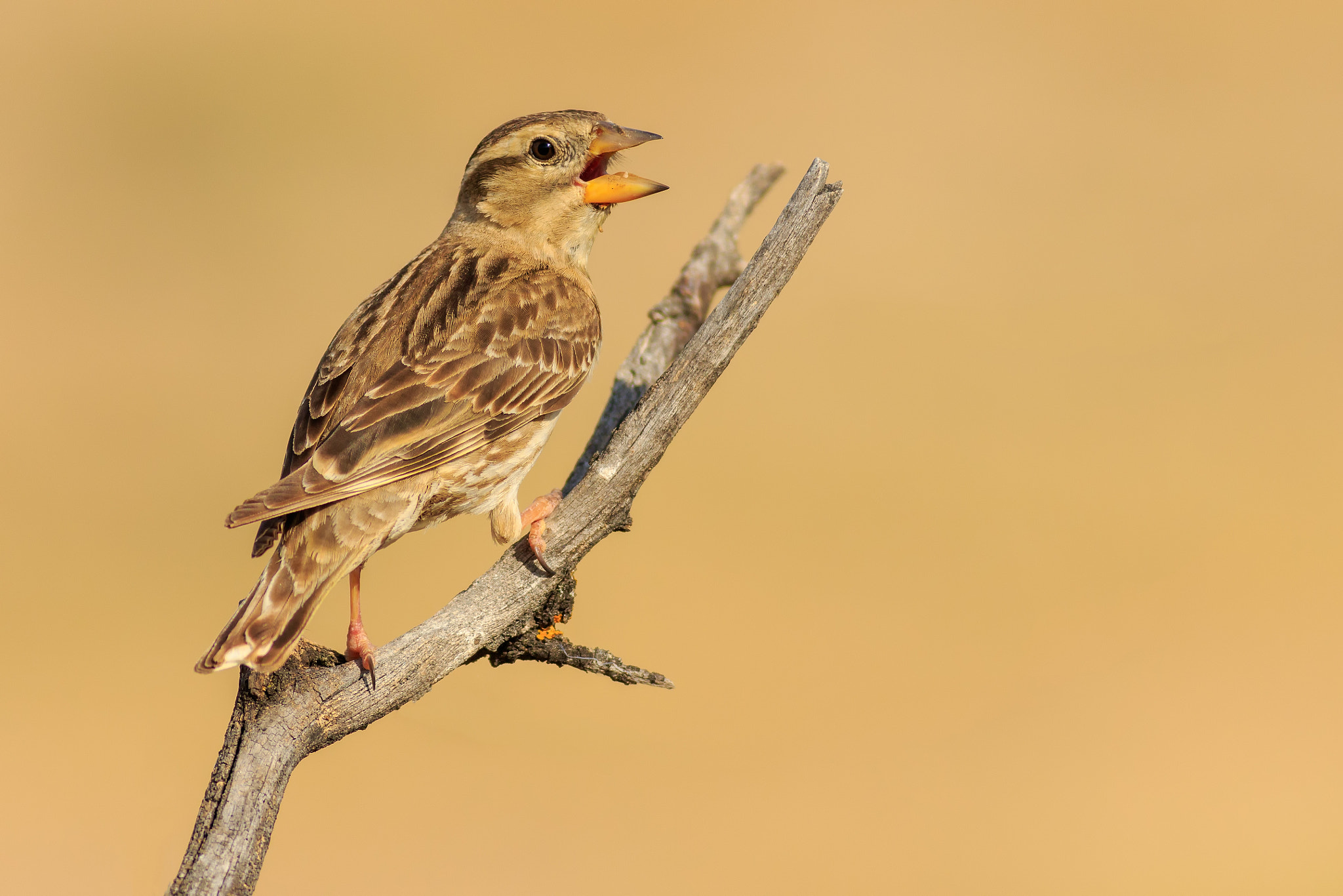 Canon EOS 7D Mark II + Canon EF 400mm F5.6L USM sample photo. Gorrión chillón photography