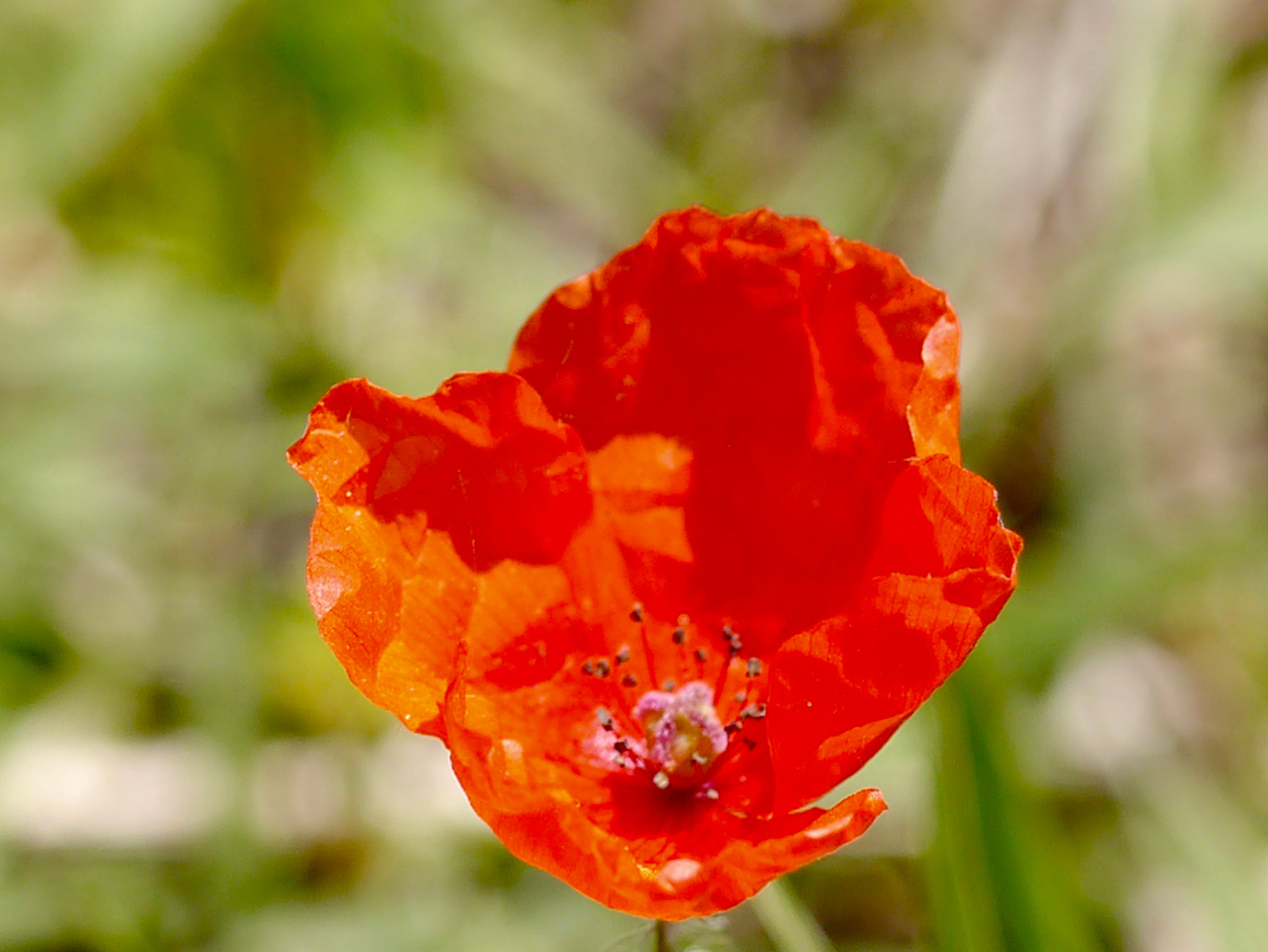 Panasonic Lumix G Macro 30mm F2.8 ASPH Mega OIS sample photo. Avant que le vent ne l'emporte! photography