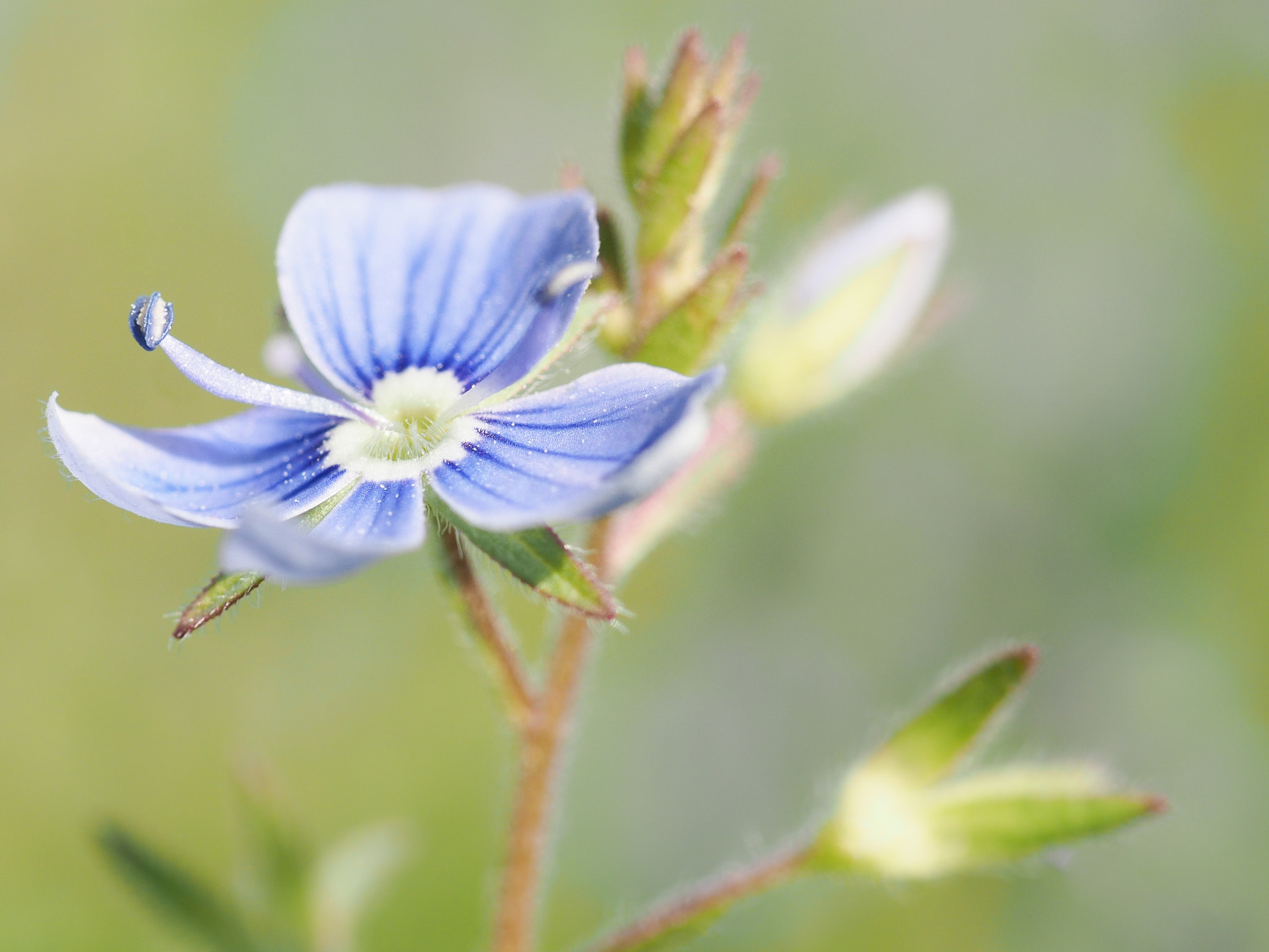 Olympus OM-D E-M1 + OLYMPUS 35mm Lens sample photo. Blue flower photography