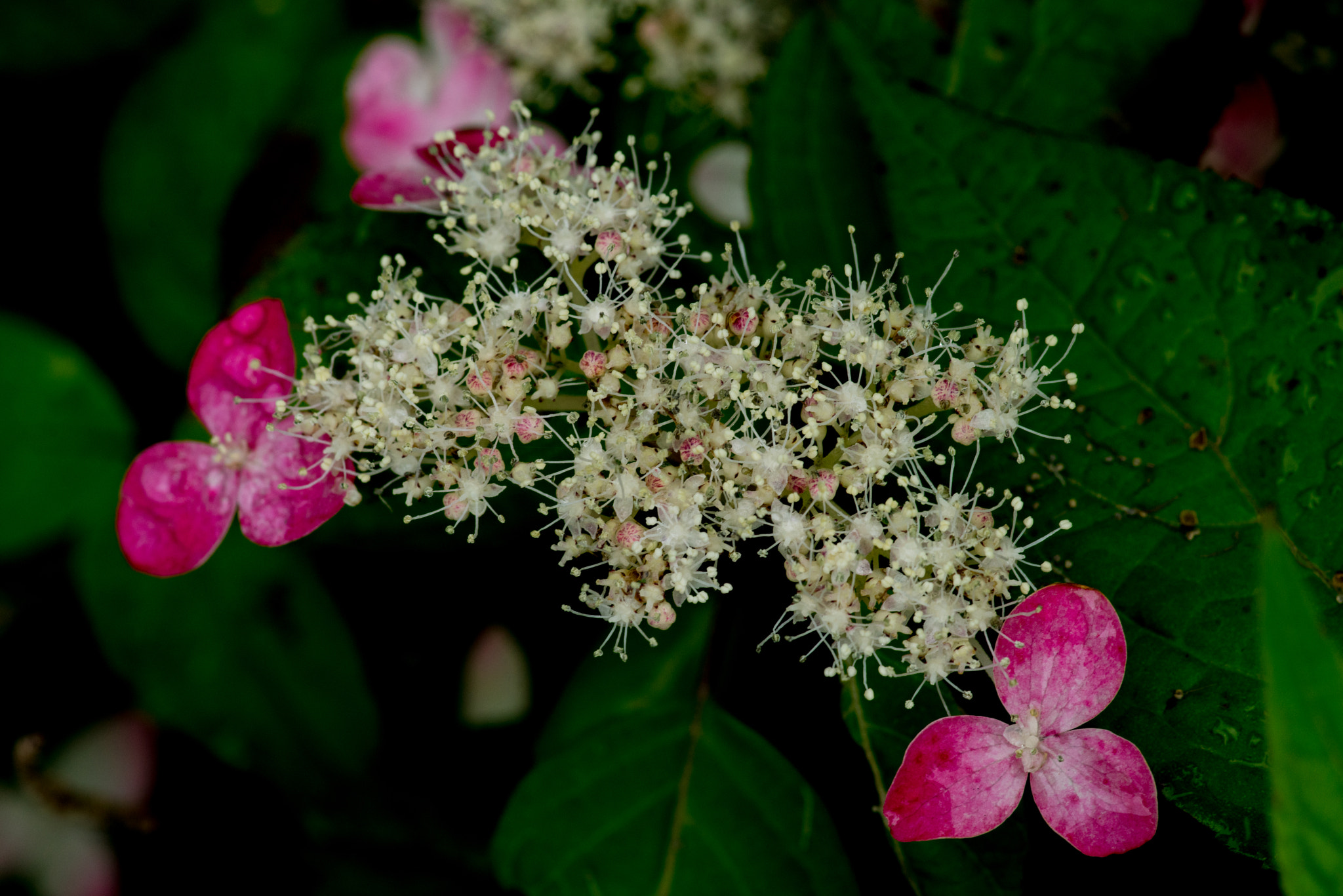 Sony a7R + Minolta AF 100mm F2.8 Macro [New] sample photo. Hydrangea photography