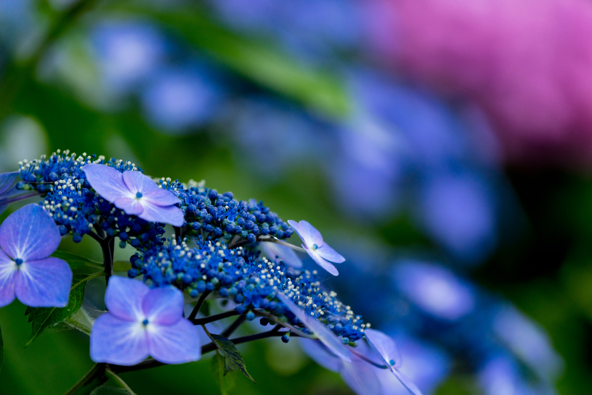 Sony 70-300mm F4.5-5.6 G SSM sample photo. Hydrangea photography