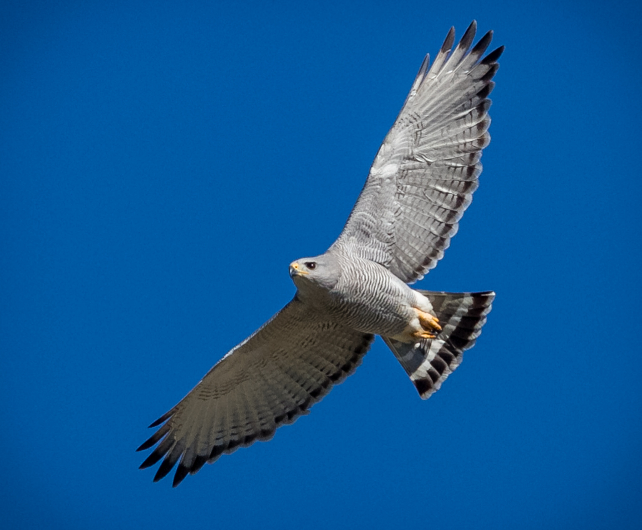 Canon EOS 7D + Canon EF 400mm F5.6L USM sample photo. Gray hawk #1.jpg photography