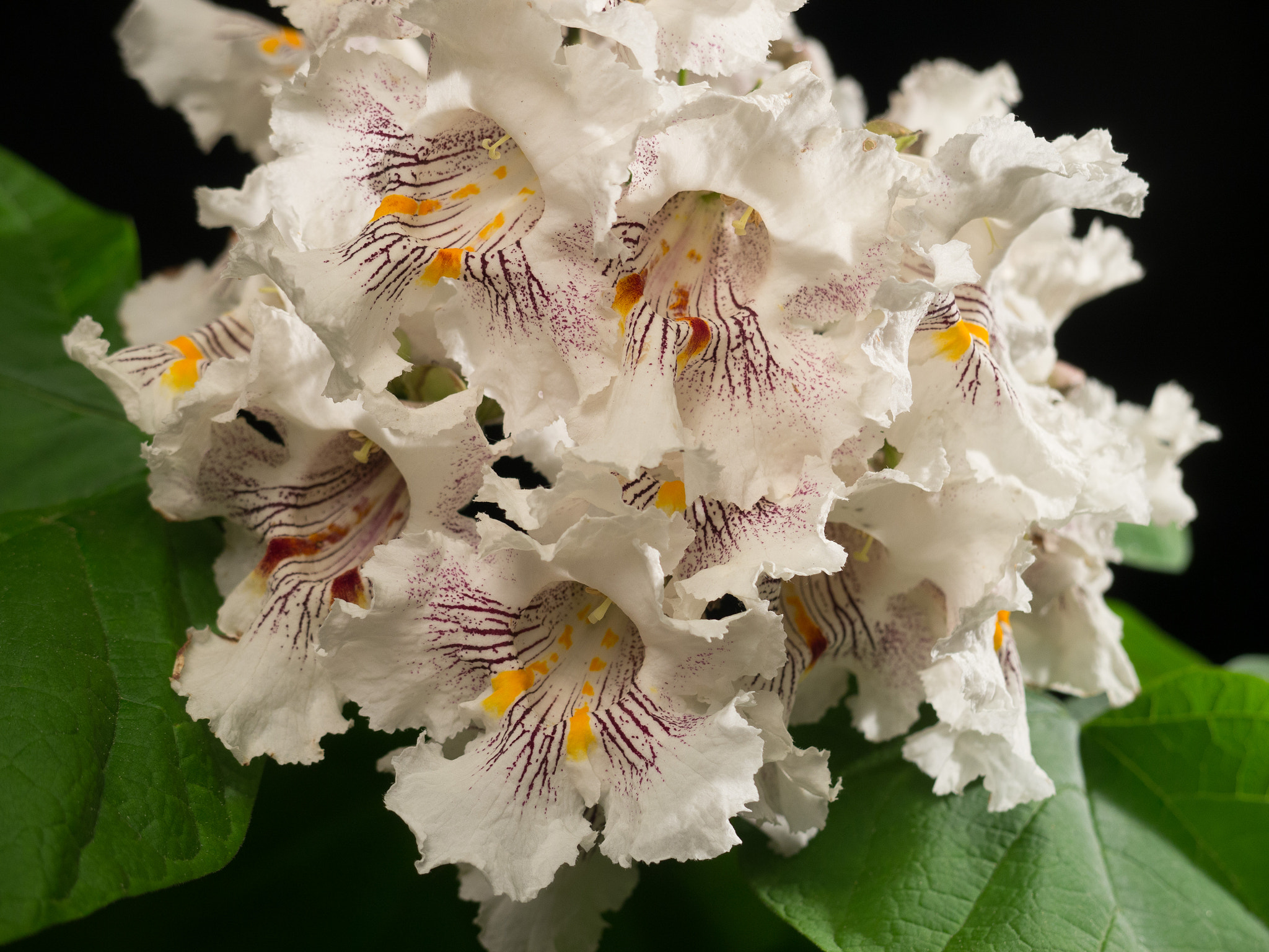 Panasonic Lumix DMC-GH2 sample photo. Catalpa flowers photography