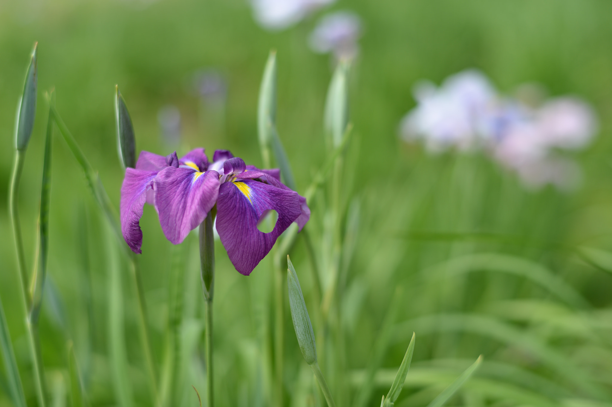 Nikon Df + Nikon AF-S Nikkor 58mm F1.4G sample photo. Purple and white photography