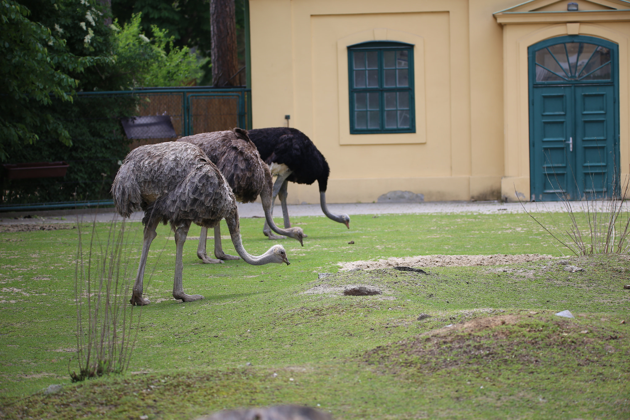 Canon EOS 6D + Sigma 150-600mm F5-6.3 DG OS HSM | S sample photo. Sträusse (zoo vienna) photography