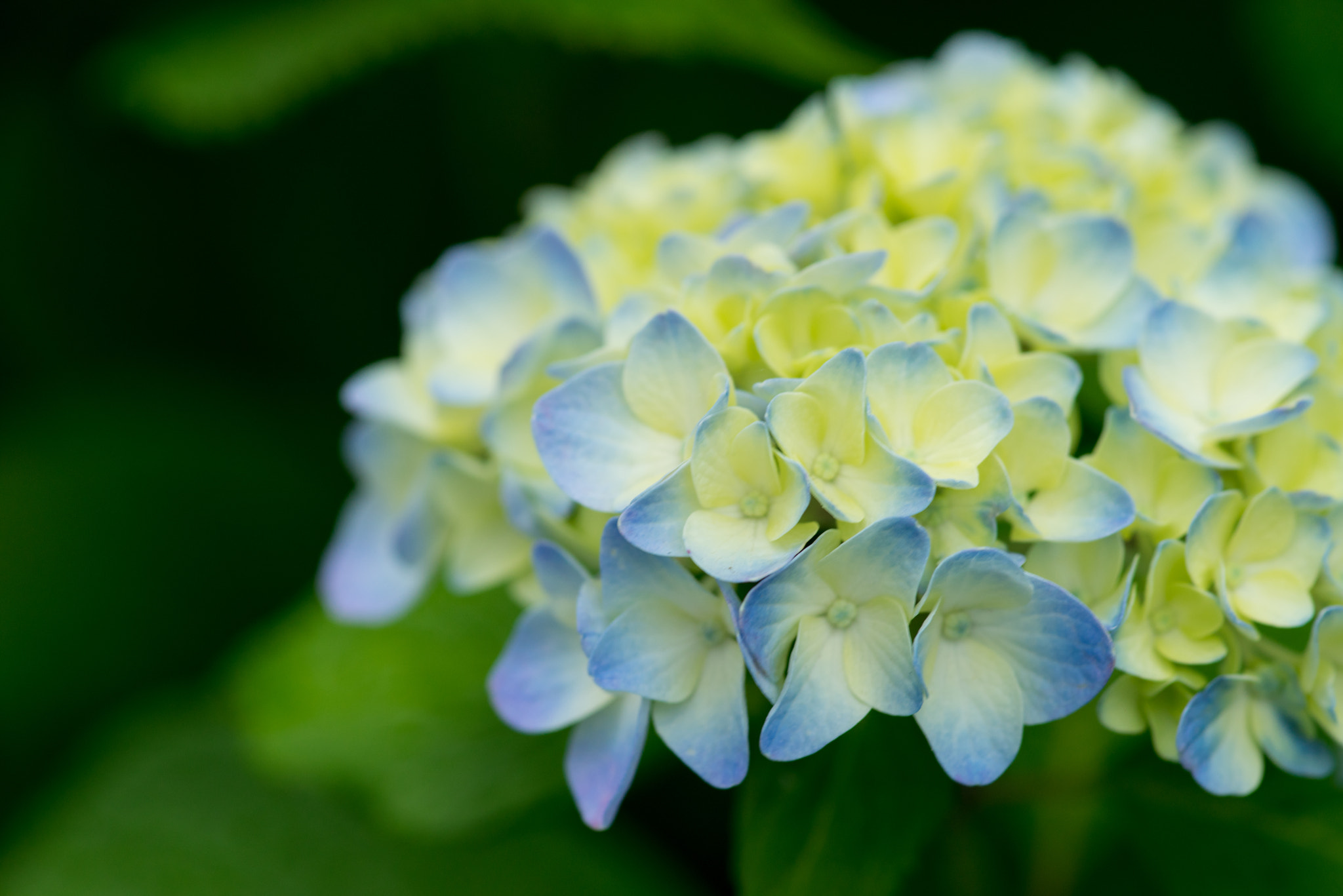 Sony a7R + Minolta AF 100mm F2.8 Macro [New] sample photo. Hydrangea photography