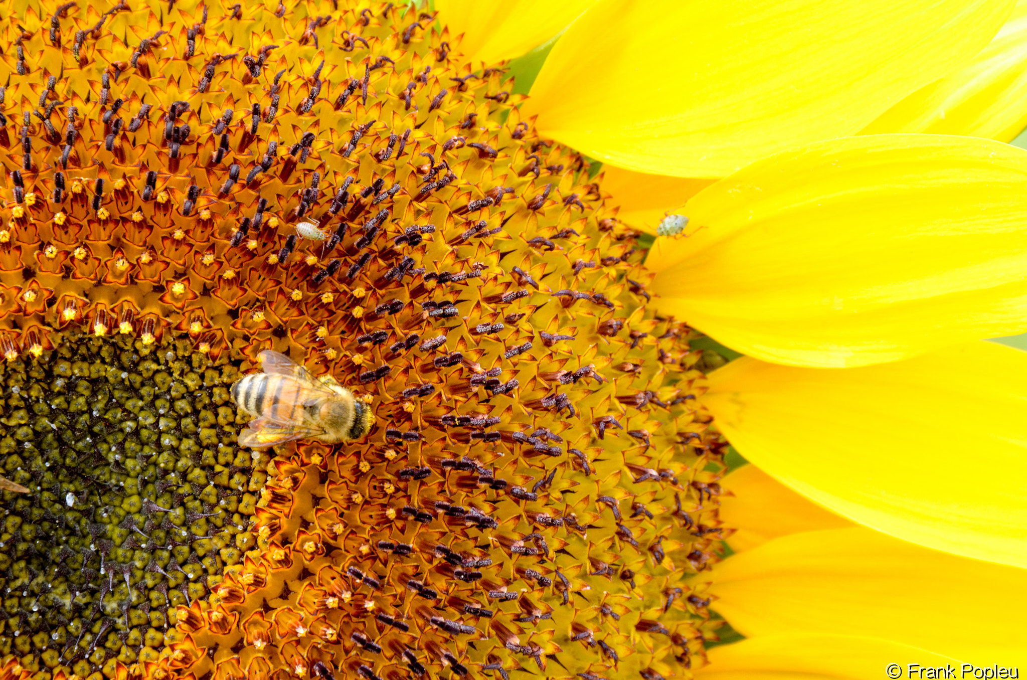 Nikon D7000 + Sigma 18-250mm F3.5-6.3 DC OS HSM sample photo. Sun flower photography