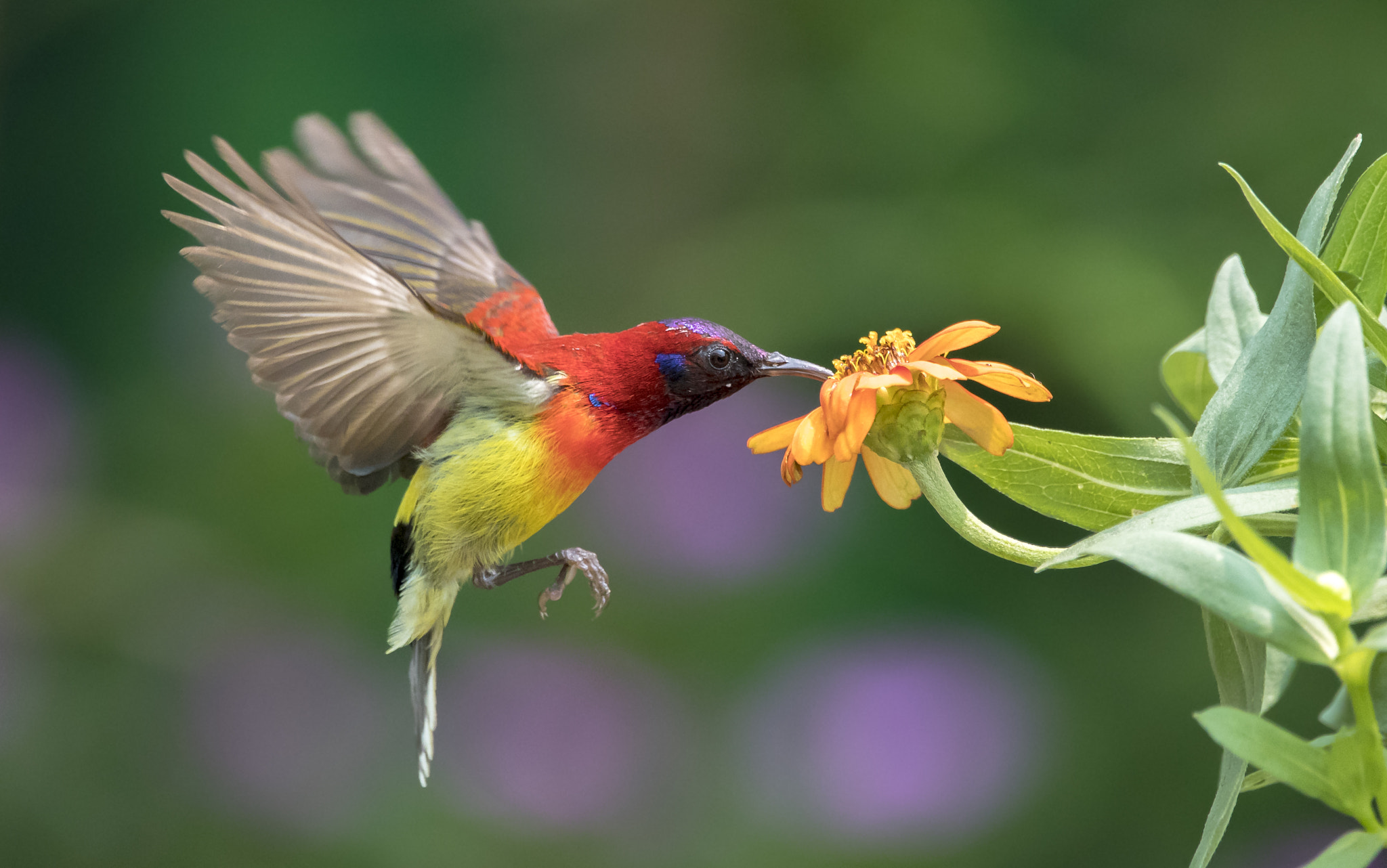 150-600mm F5-6.3 DG OS HSM | Contemporary 015 sample photo. Gould's sunbird photography