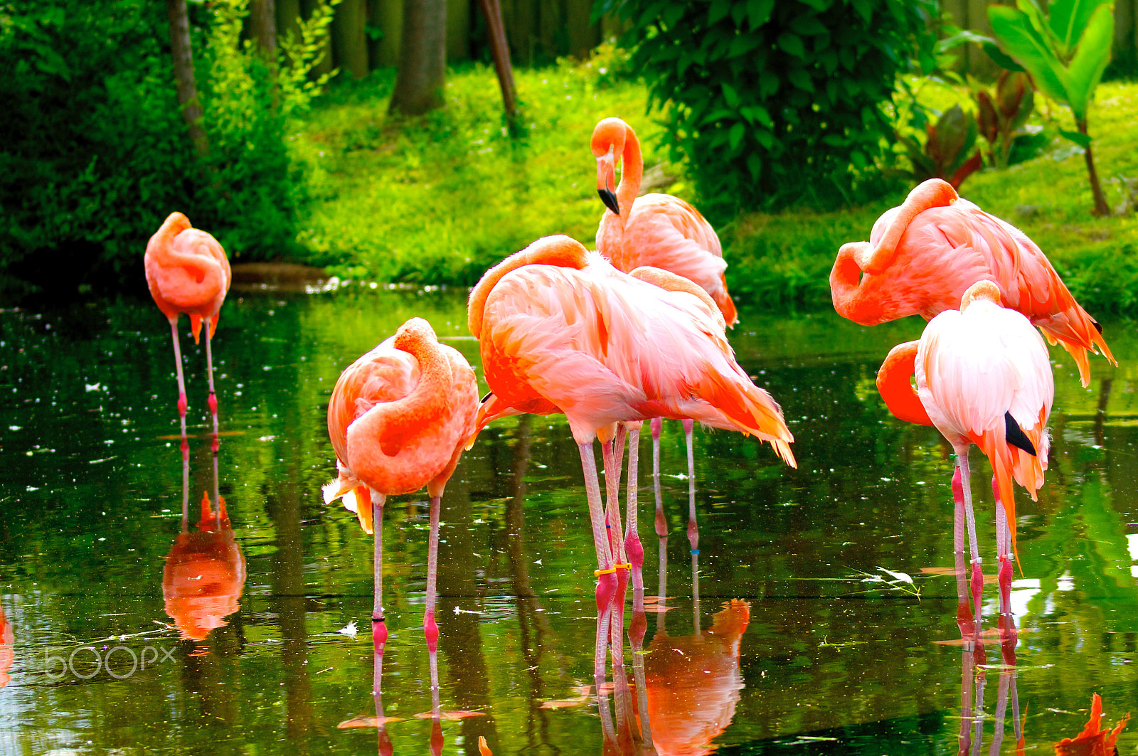 Sony SLT-A55 (SLT-A55V) sample photo. Flamingos photography