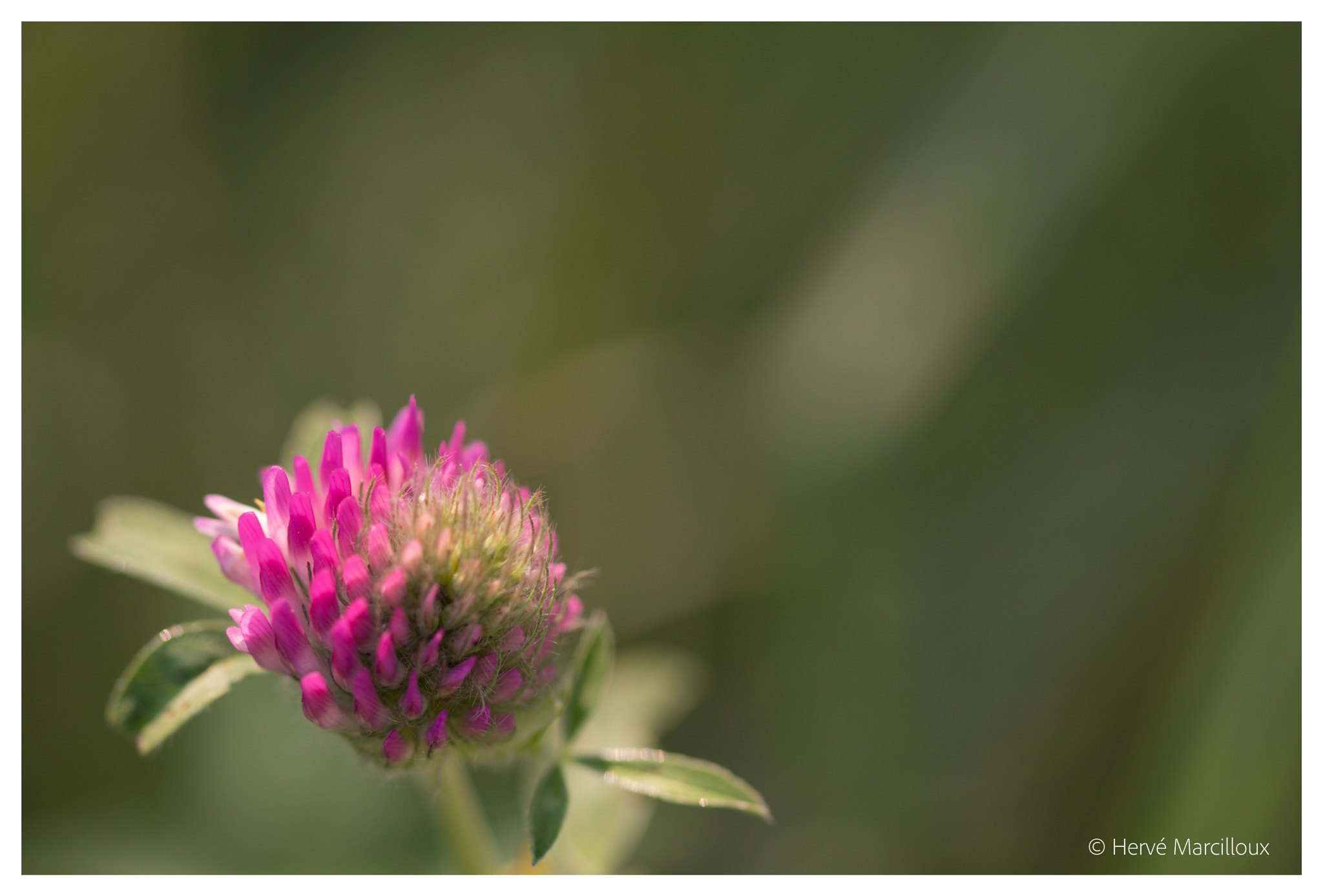 Sony SLT-A77 + 105mm F2.8 sample photo. Flower in the nature photography