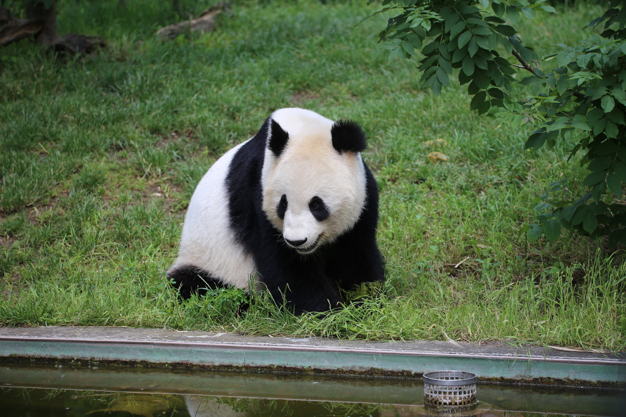 Sigma 150-600mm F5-6.3 DG OS HSM | S sample photo. Panda photography