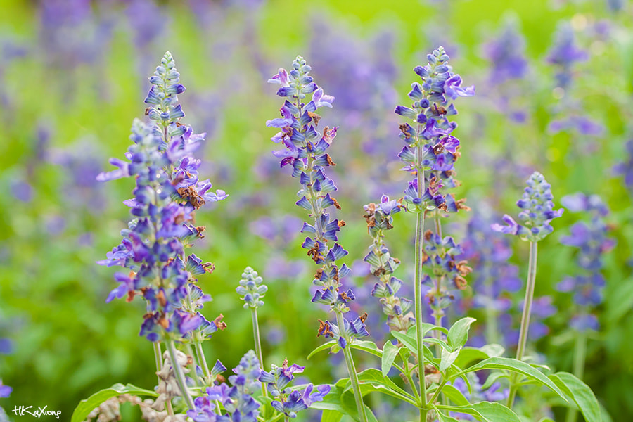 Canon EF-S 60mm F2.8 Macro USM sample photo. Salvia japonica thunb photography