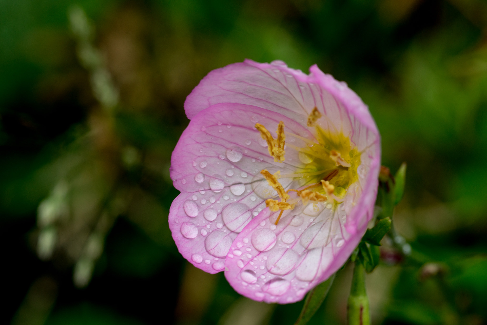 Sony a7R + Minolta AF 100mm F2.8 Macro [New] sample photo. Rainy day photography