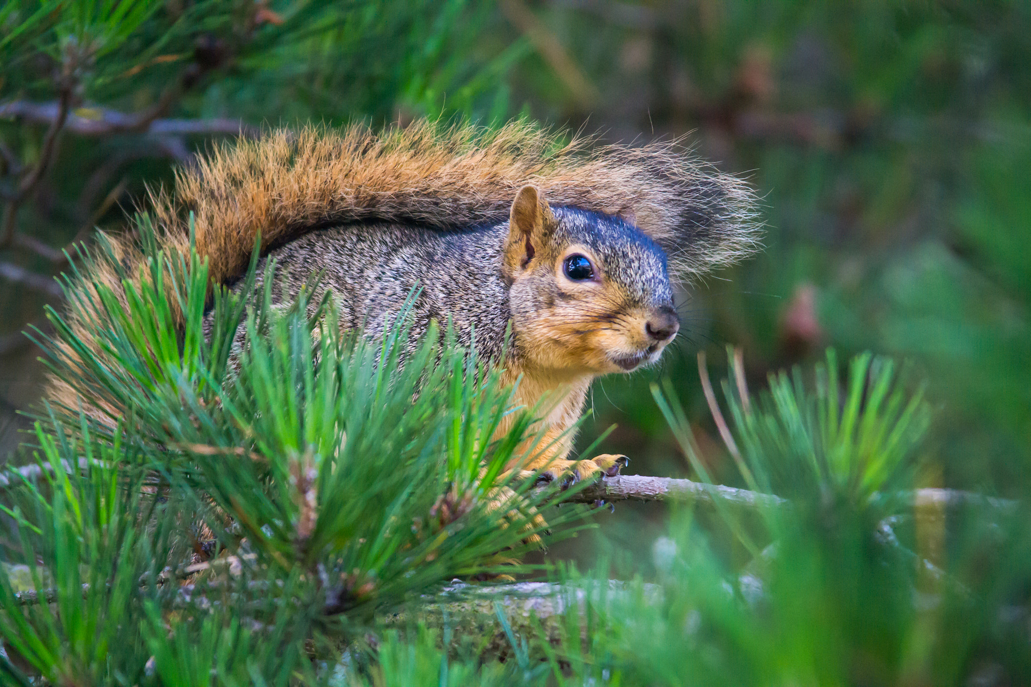 Sigma 150-500mm F5-6.3 DG OS HSM sample photo. Squirrel -2 photography