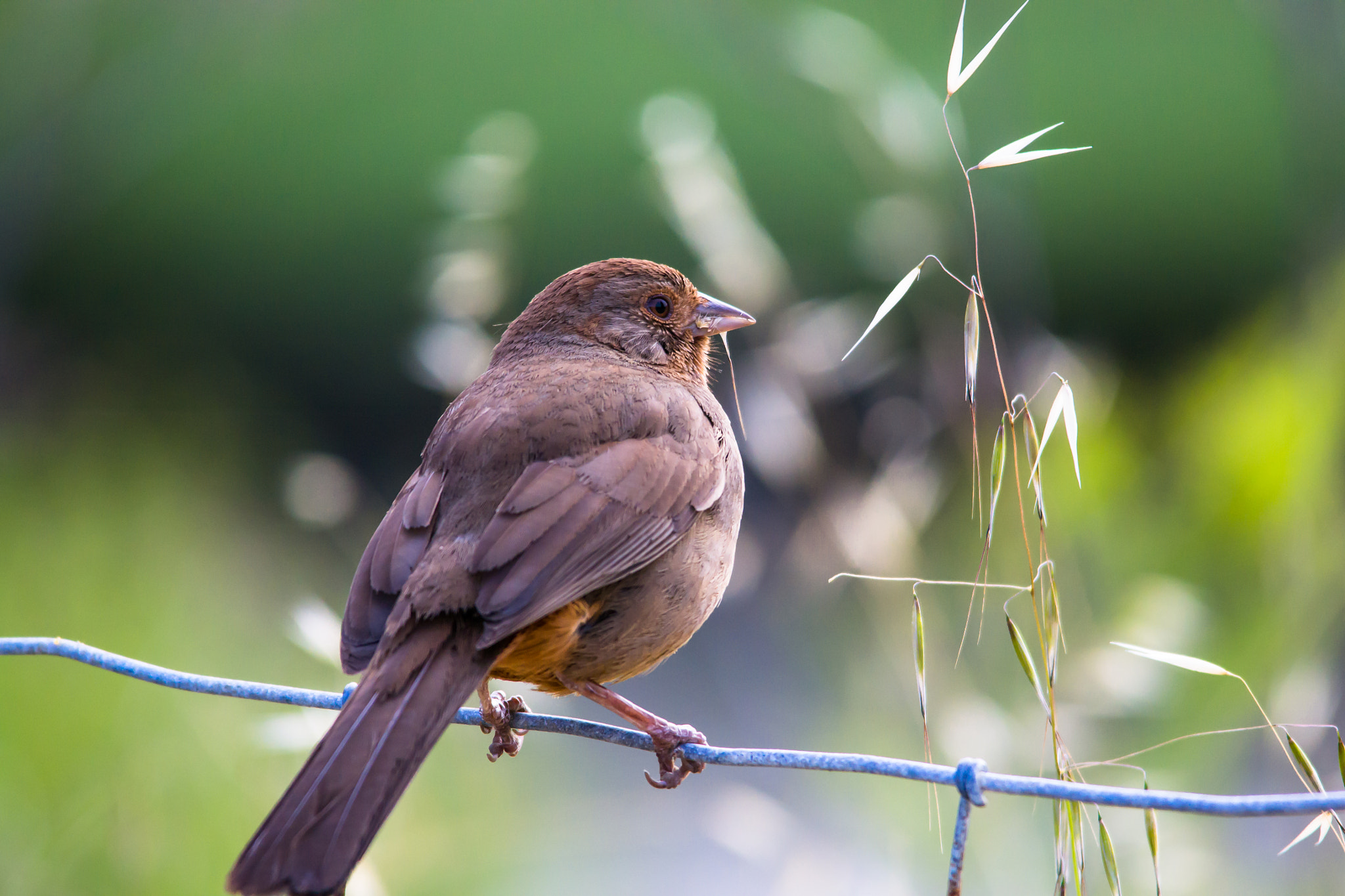 Sigma 150-500mm F5-6.3 DG OS HSM sample photo. Mockingbird (??) photography