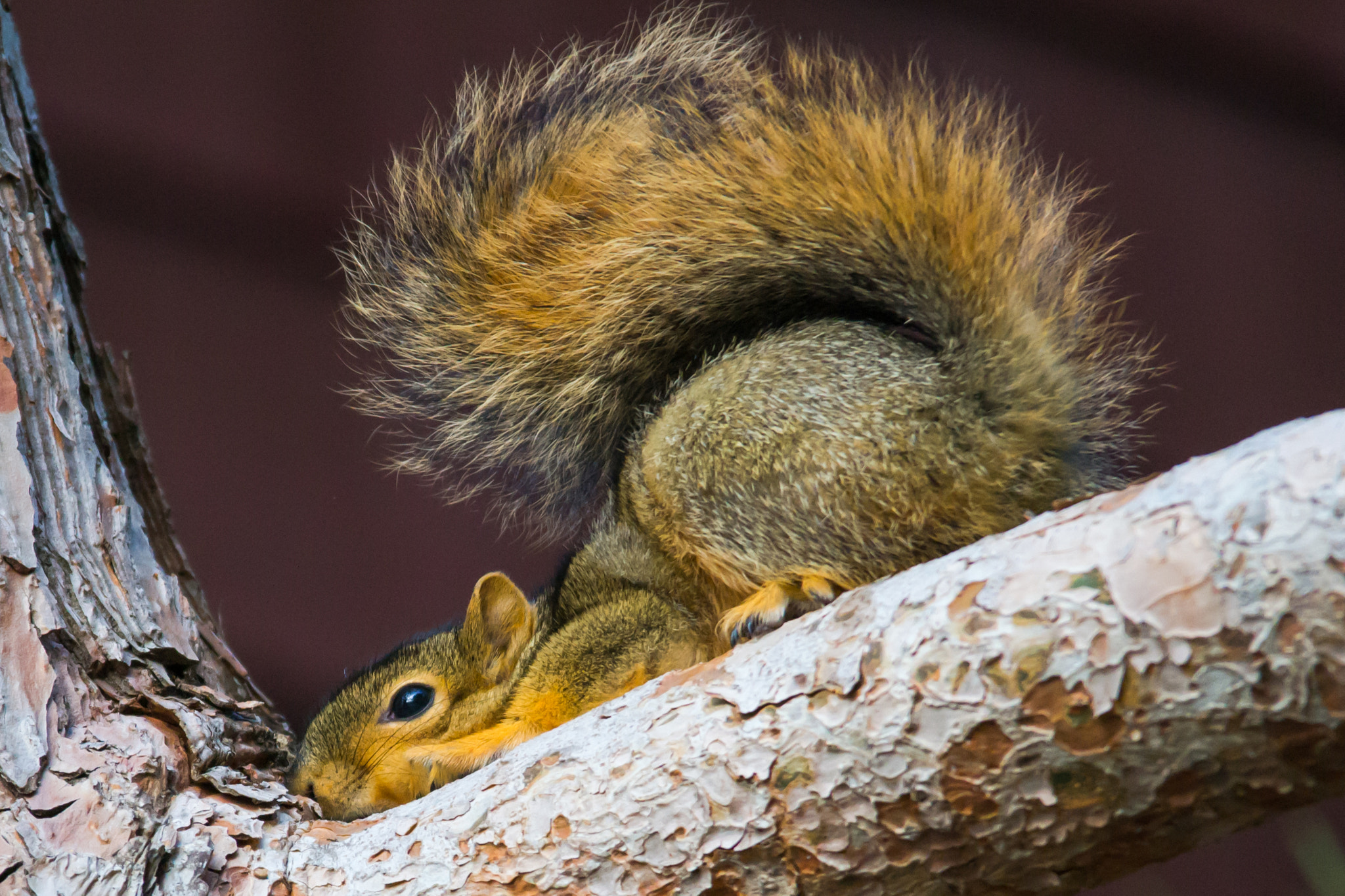 Sigma 150-500mm F5-6.3 DG OS HSM sample photo. Squirrel photography