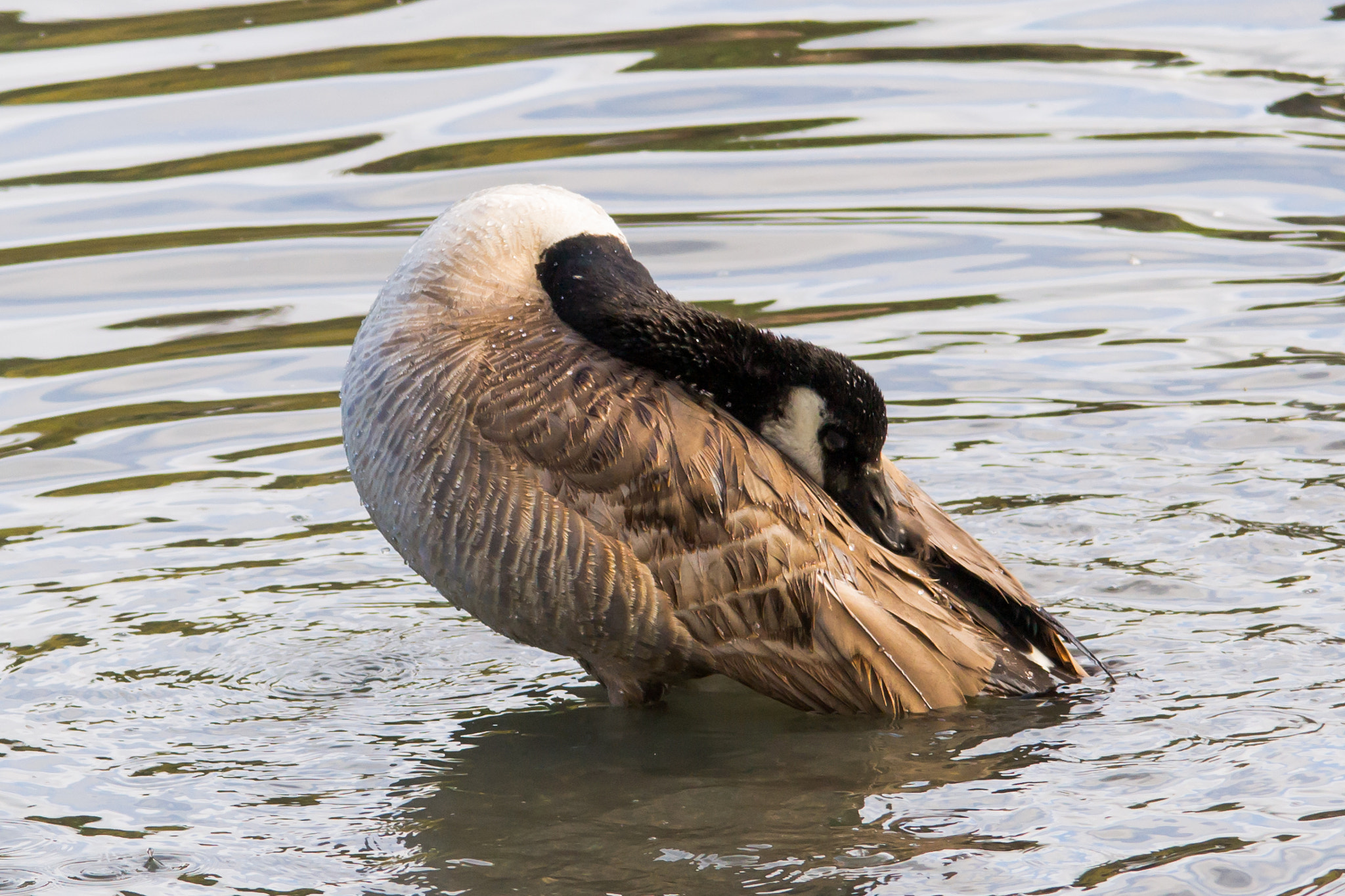 Sigma 150-500mm F5-6.3 DG OS HSM sample photo. Goose photography