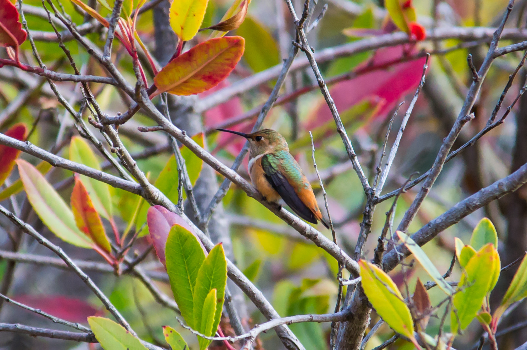 Sigma 150-500mm F5-6.3 DG OS HSM sample photo. Hummingbird -2 photography