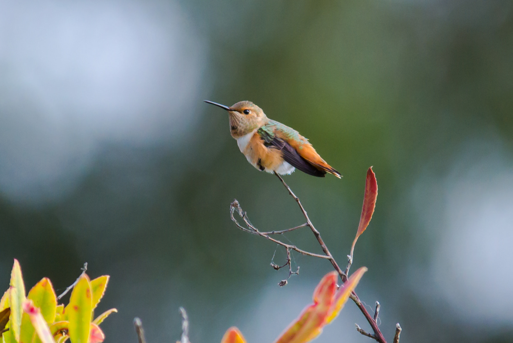 Sigma 150-500mm F5-6.3 DG OS HSM sample photo. Hummingbird -1 photography