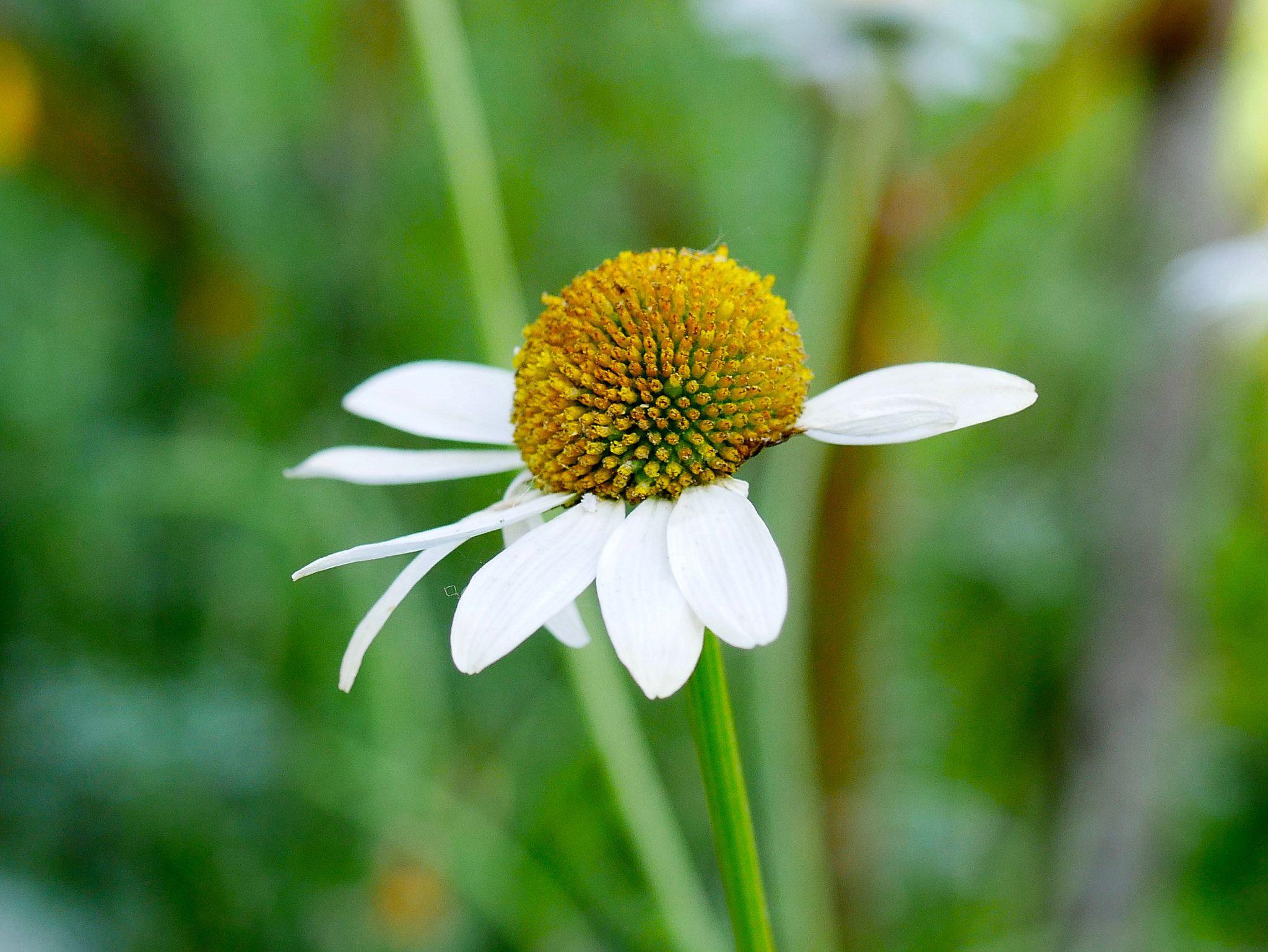 Panasonic DMC-G70 + Panasonic Lumix G Macro 30mm F2.8 ASPH Mega OIS sample photo. Avant que ne s'efeuille la marguerite! photography