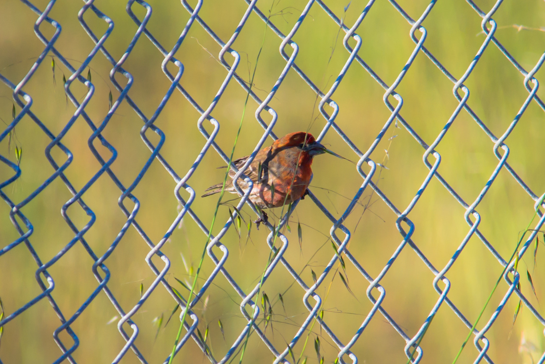 Sigma 150-500mm F5-6.3 DG OS HSM sample photo. Sparrow at a fence photography