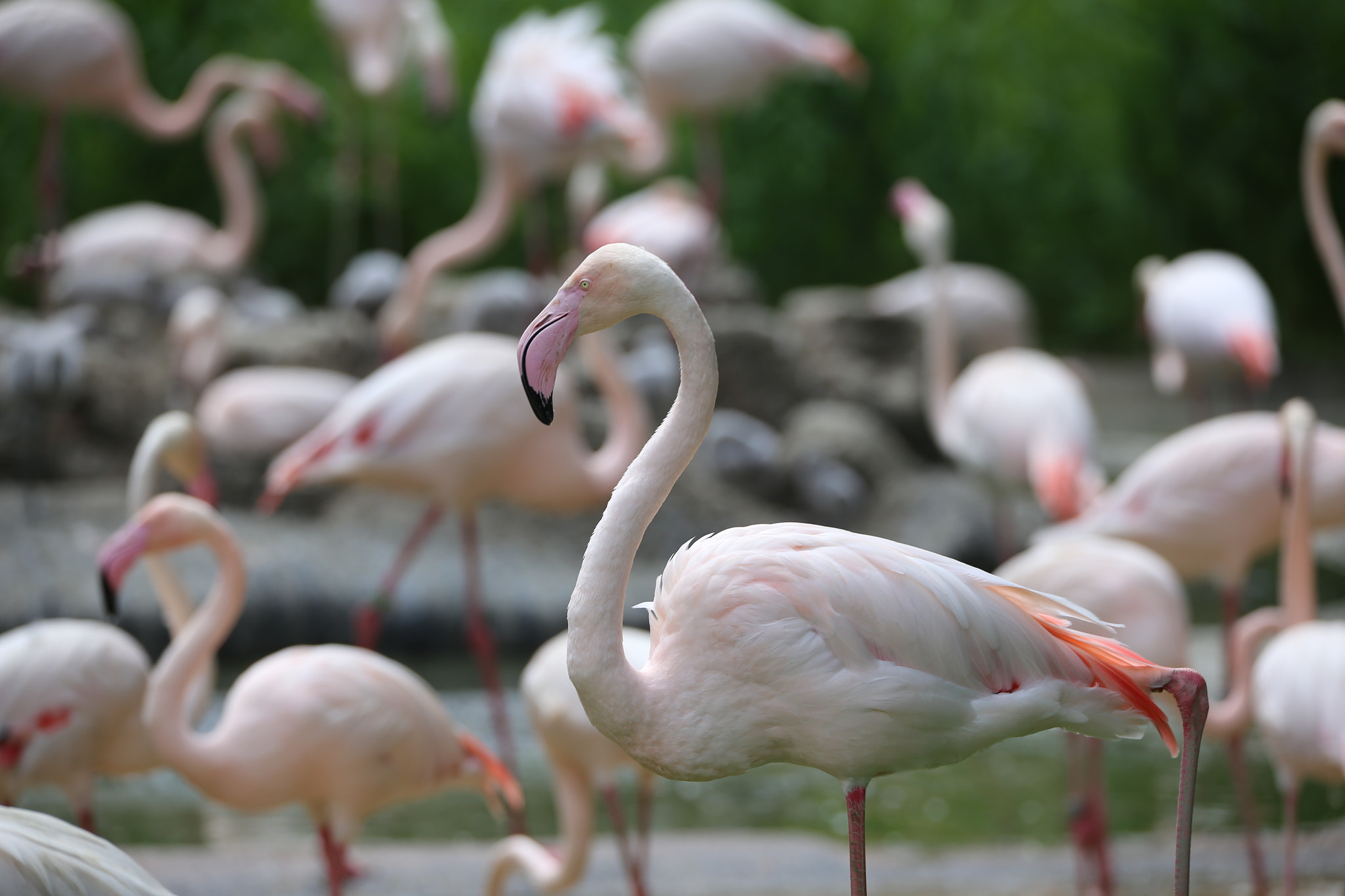 Canon EOS 6D + Sigma 150-600mm F5-6.3 DG OS HSM | S sample photo. Flamingo photography