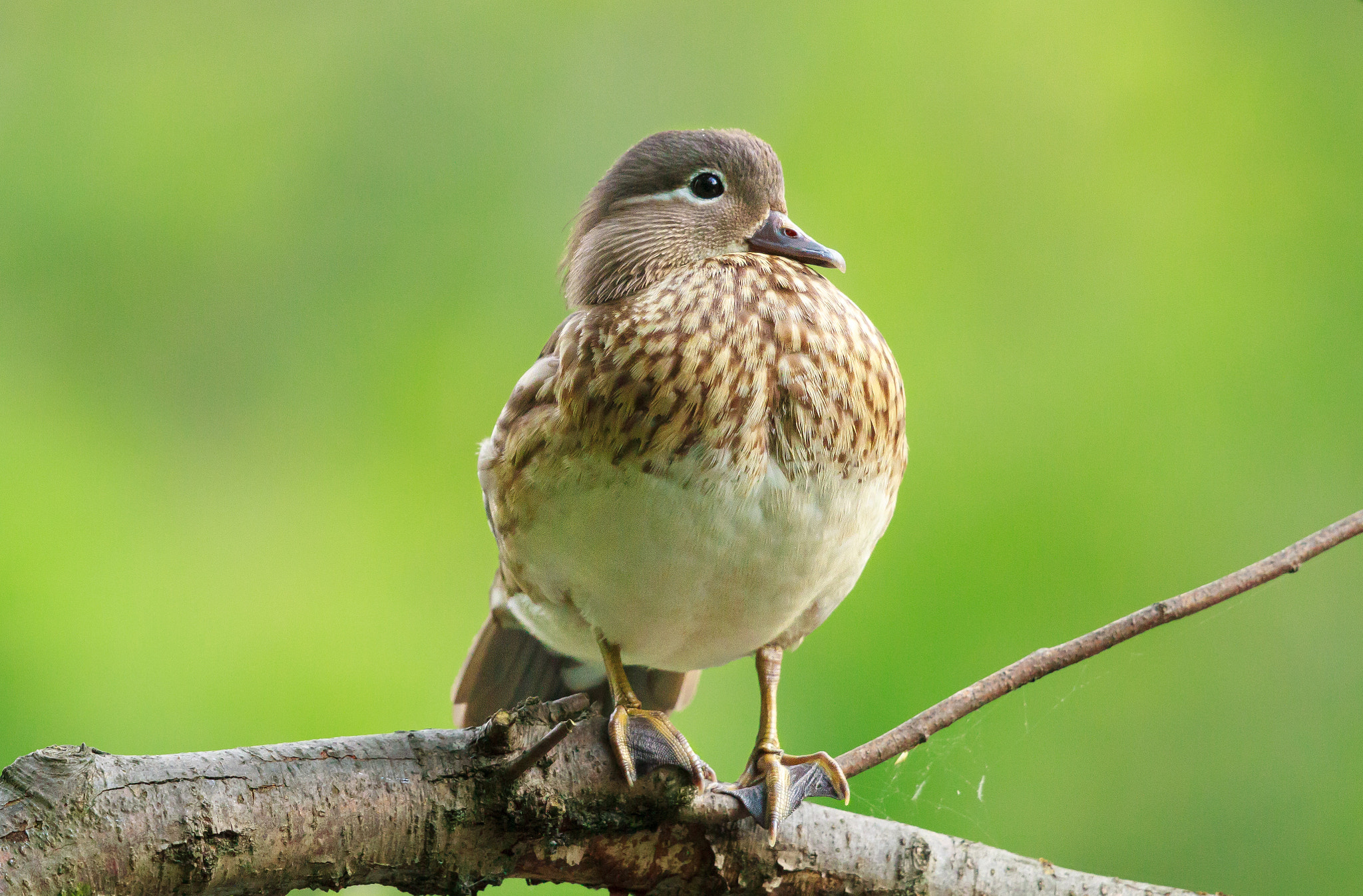 Canon EF 500mm F4L IS II USM sample photo. Female mandarin perched photography