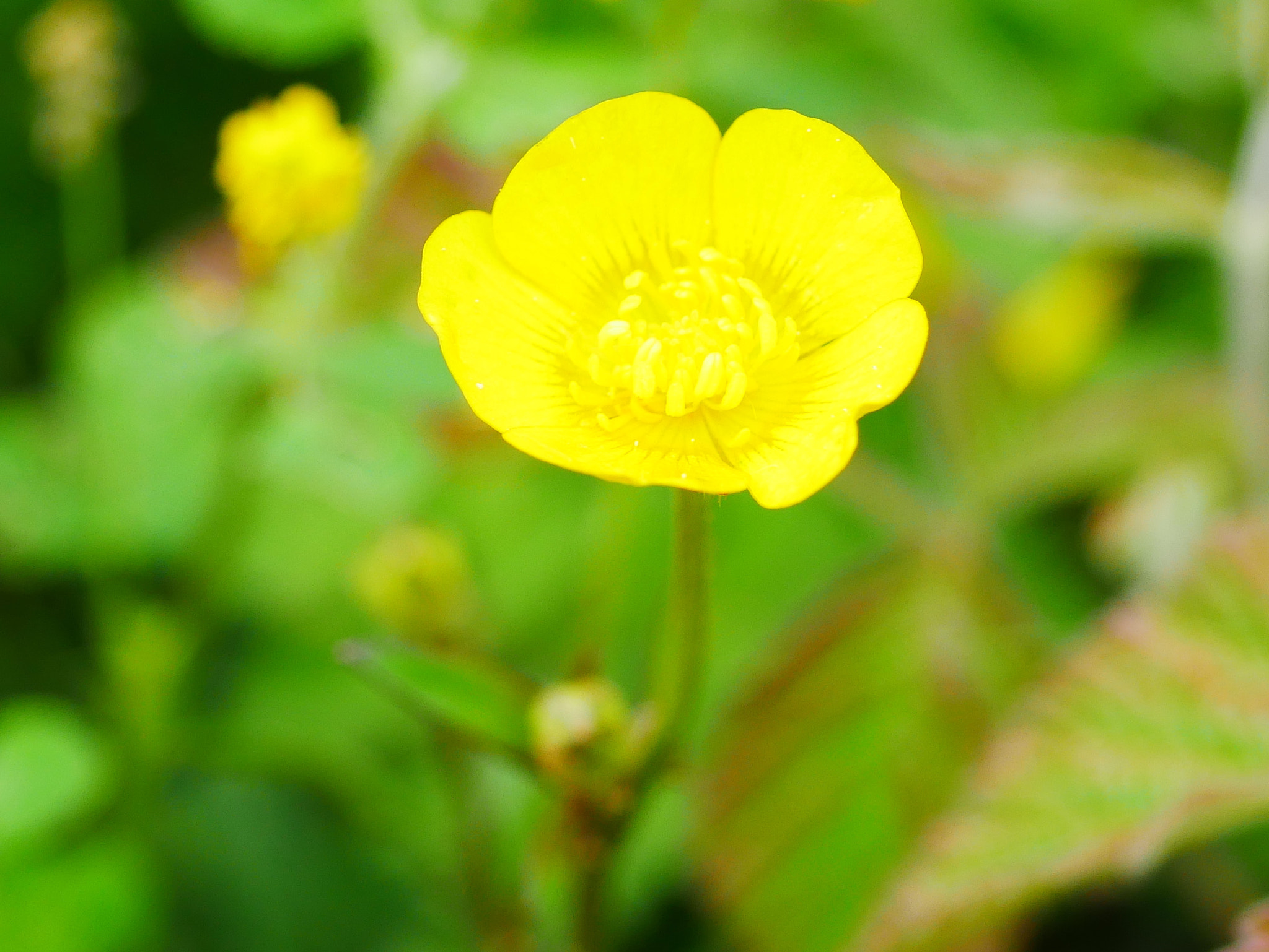 Panasonic Lumix G Macro 30mm F2.8 ASPH Mega OIS sample photo. Que le bouton d'0r dort...! photography