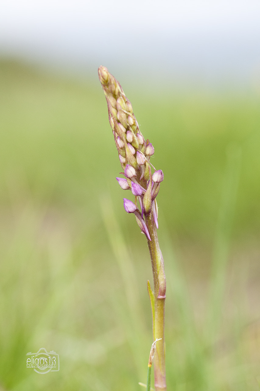 Nikon D300S sample photo. Una floreta silvestre photography