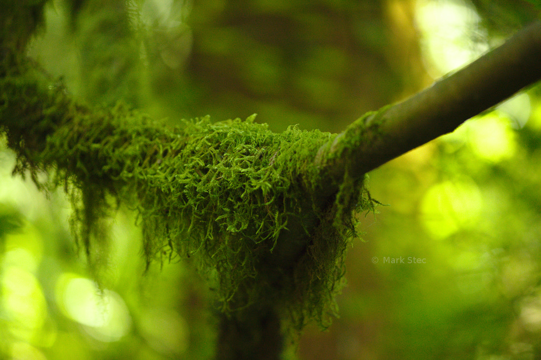 ZEISS Apo Sonnar T* 135mm F2 sample photo. Moss photography