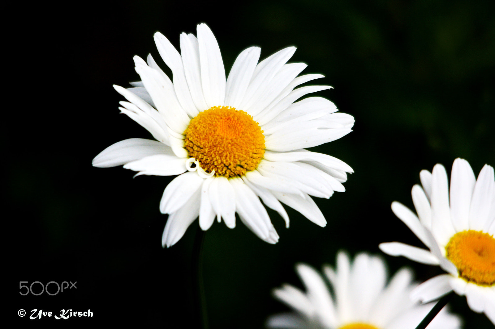 Sigma 150-500mm F5-6.3 DG OS HSM sample photo. Ox-eye daisy photography