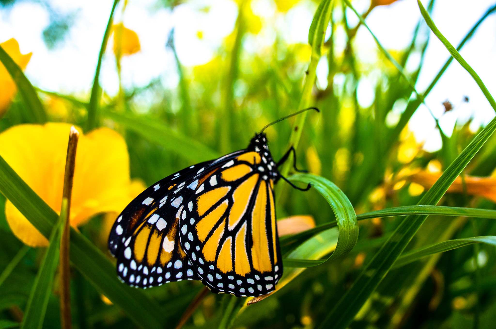 Nikon D5100 + Sigma 24mm F2.8 Super Wide II Macro sample photo. Butterfly (lakeside park) photography