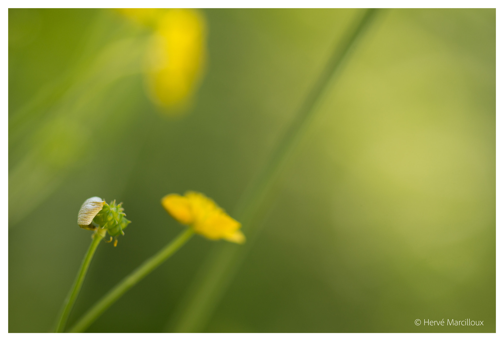 Sony SLT-A77 + 105mm F2.8 sample photo. Freshness photography