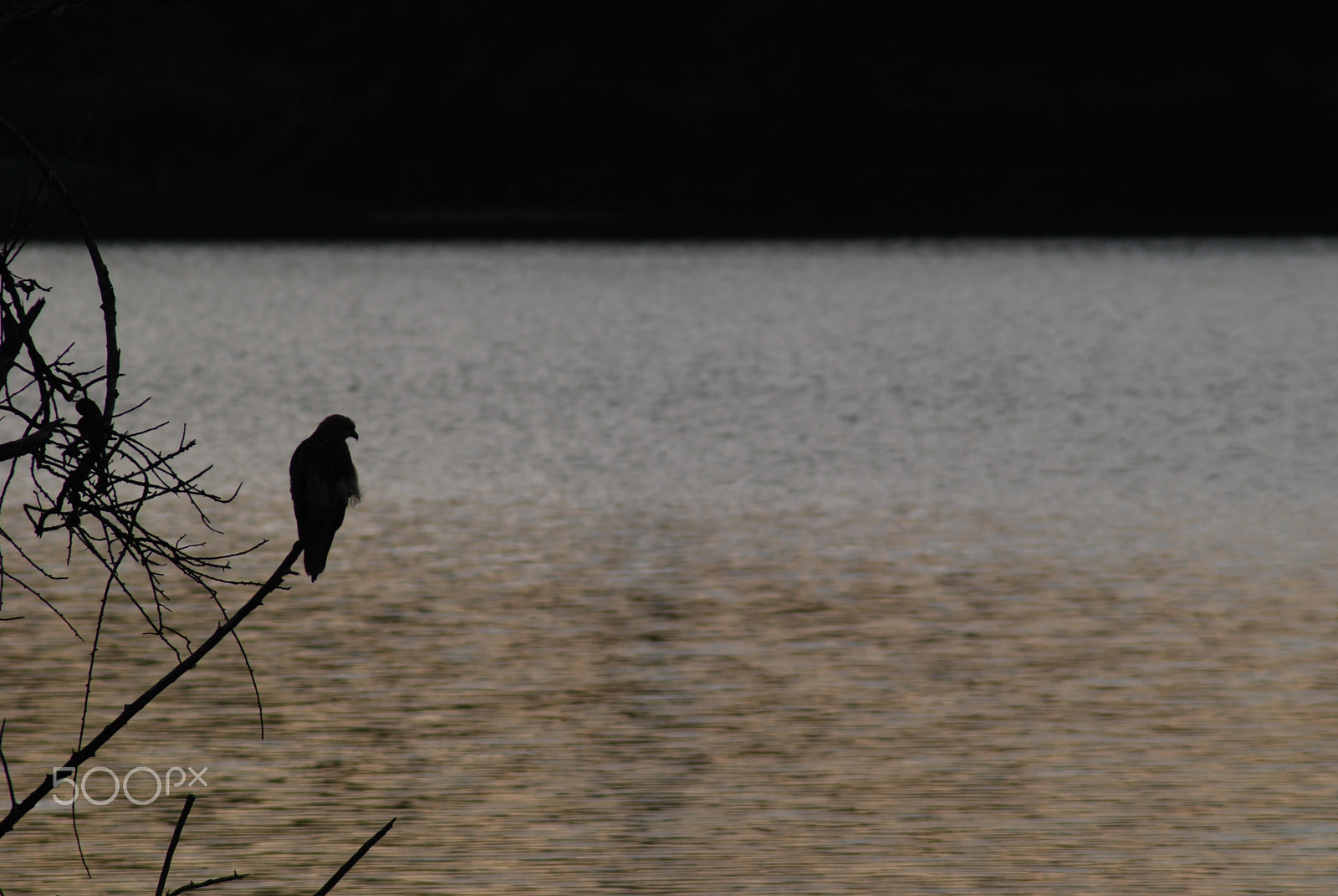 Nikon AF Nikkor 70-300mm F4-5.6G sample photo. **perch** photography