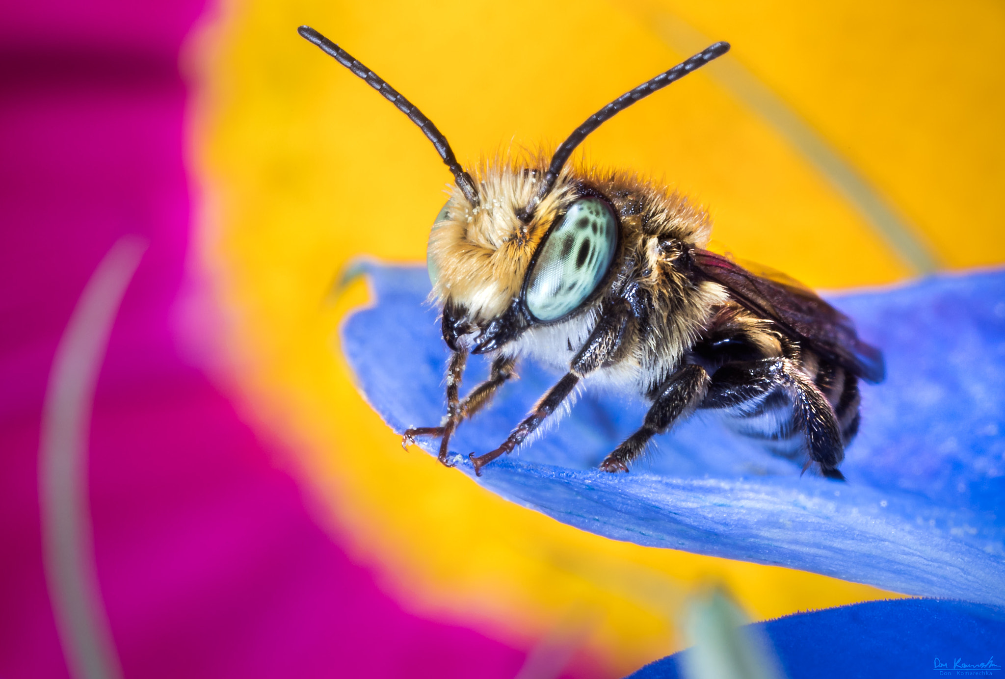 Canon MP-E 65mm F2.5 1-5x Macro Photo sample photo. Bee happy photography