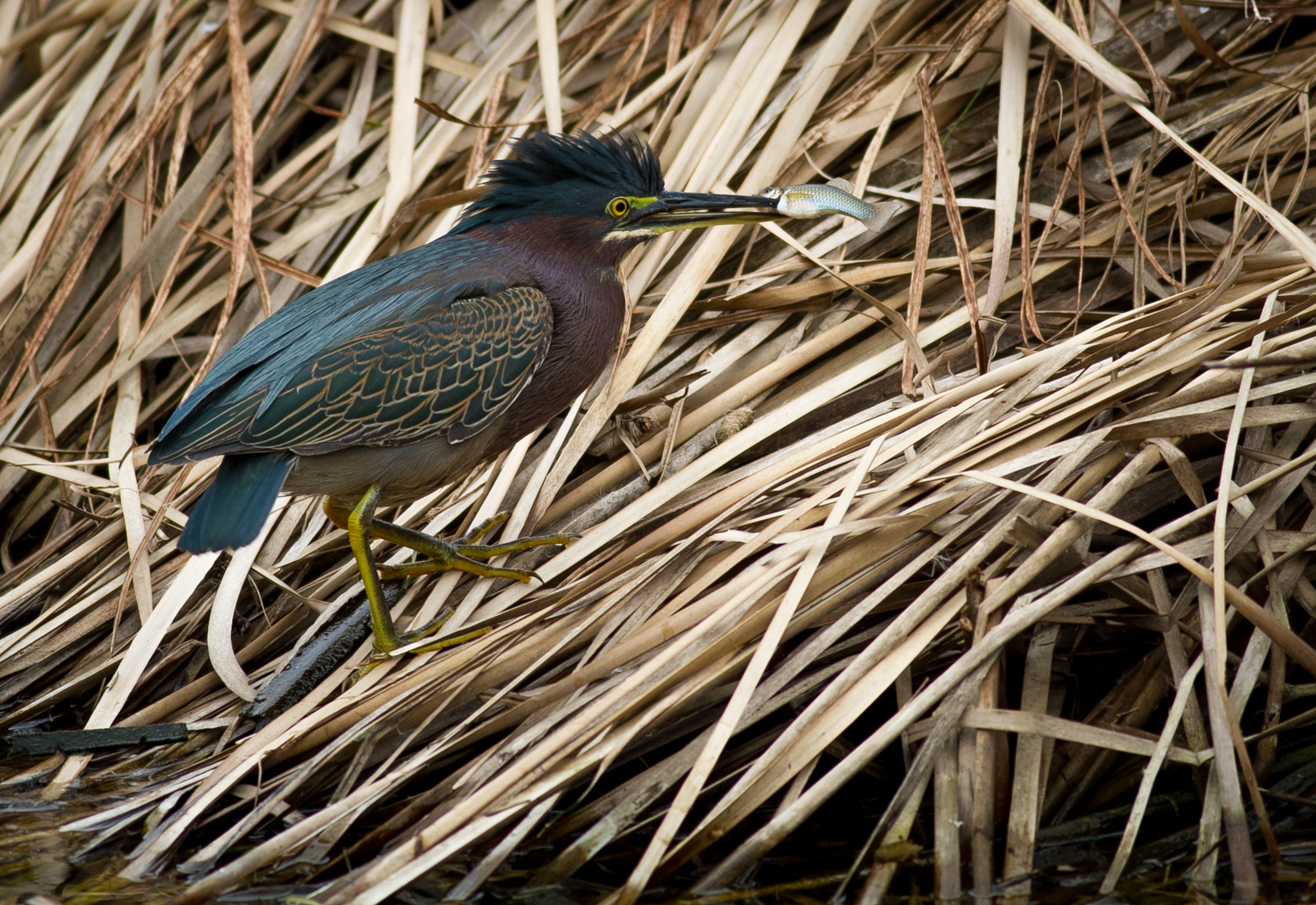 Canon EOS 7D + Canon EF 400mm F5.6L USM sample photo. Gotcha.jpg photography