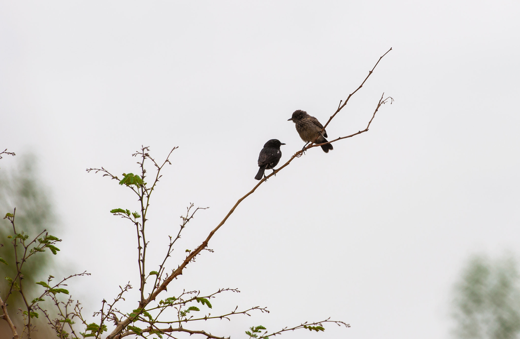Nikon AF-S Nikkor 70-200mm F2.8G ED VR II sample photo. Discussion photography