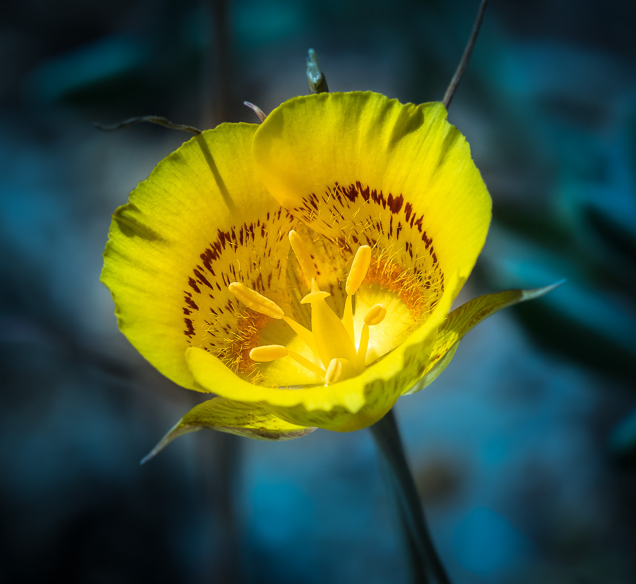 Olympus OM-D E-M1 + LEICA DG 100-400/F4.0-6.3 sample photo. Yellow mariposa lily photography