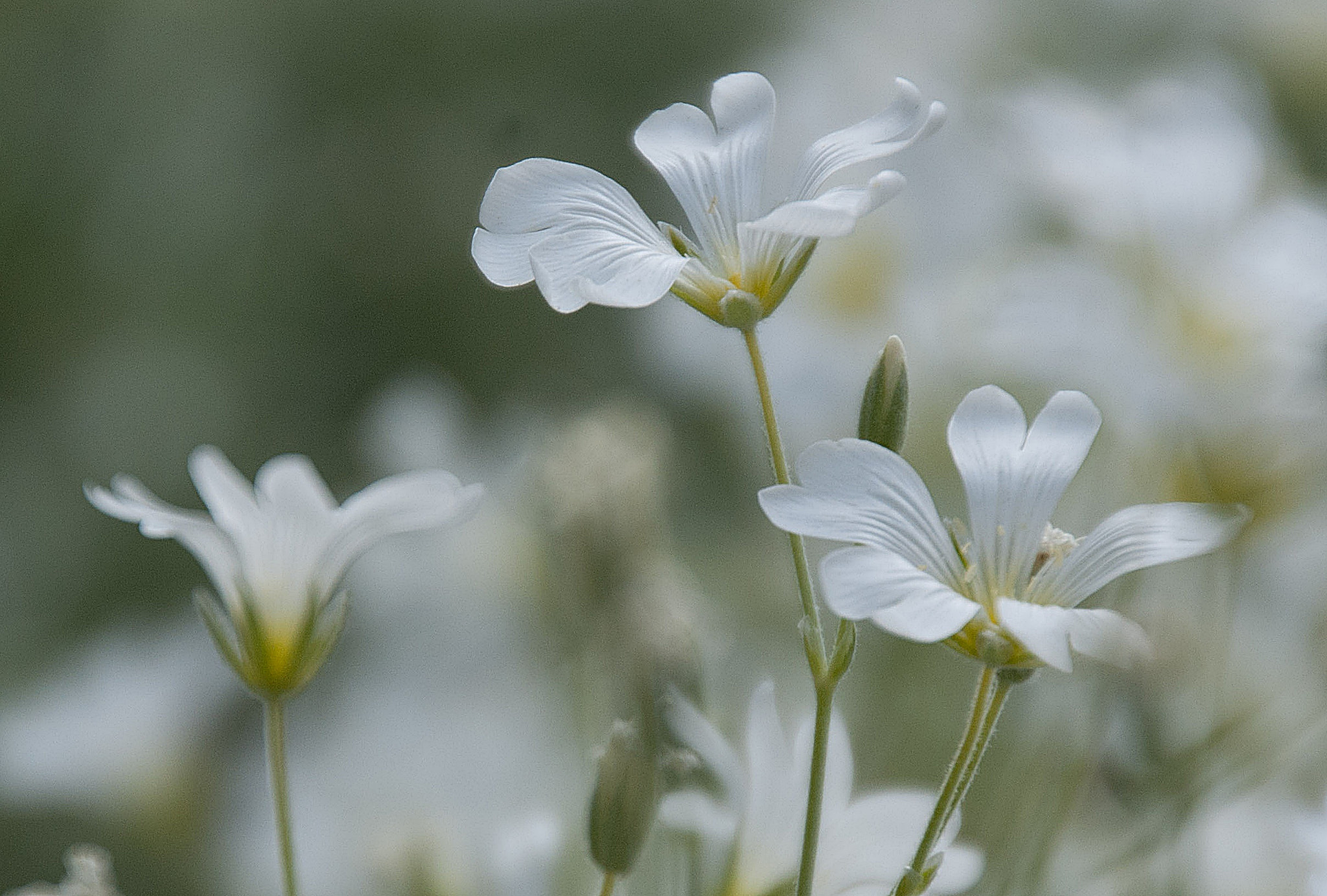 Sony Alpha DSLR-A300 + DT 18-270mm F3.5-6.3 SSM sample photo. Rogownica (cerastium tomentosum) 1 photography