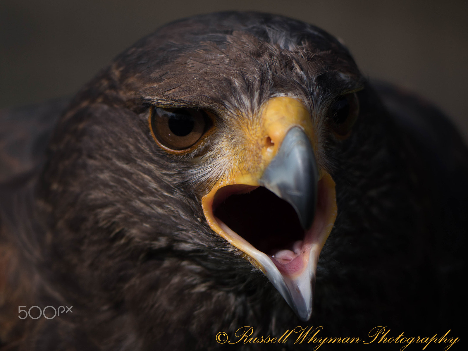 Panasonic Lumix DMC-GX8 sample photo. Harris's hawk (p1010944.jpg) photography