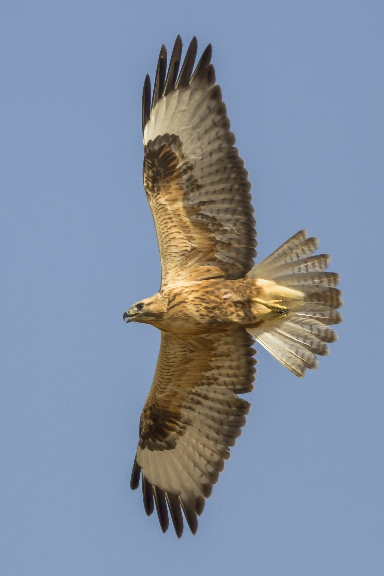 Canon EOS 7D + Canon EF 400mm F5.6L USM sample photo. Long-legged buzzard photography