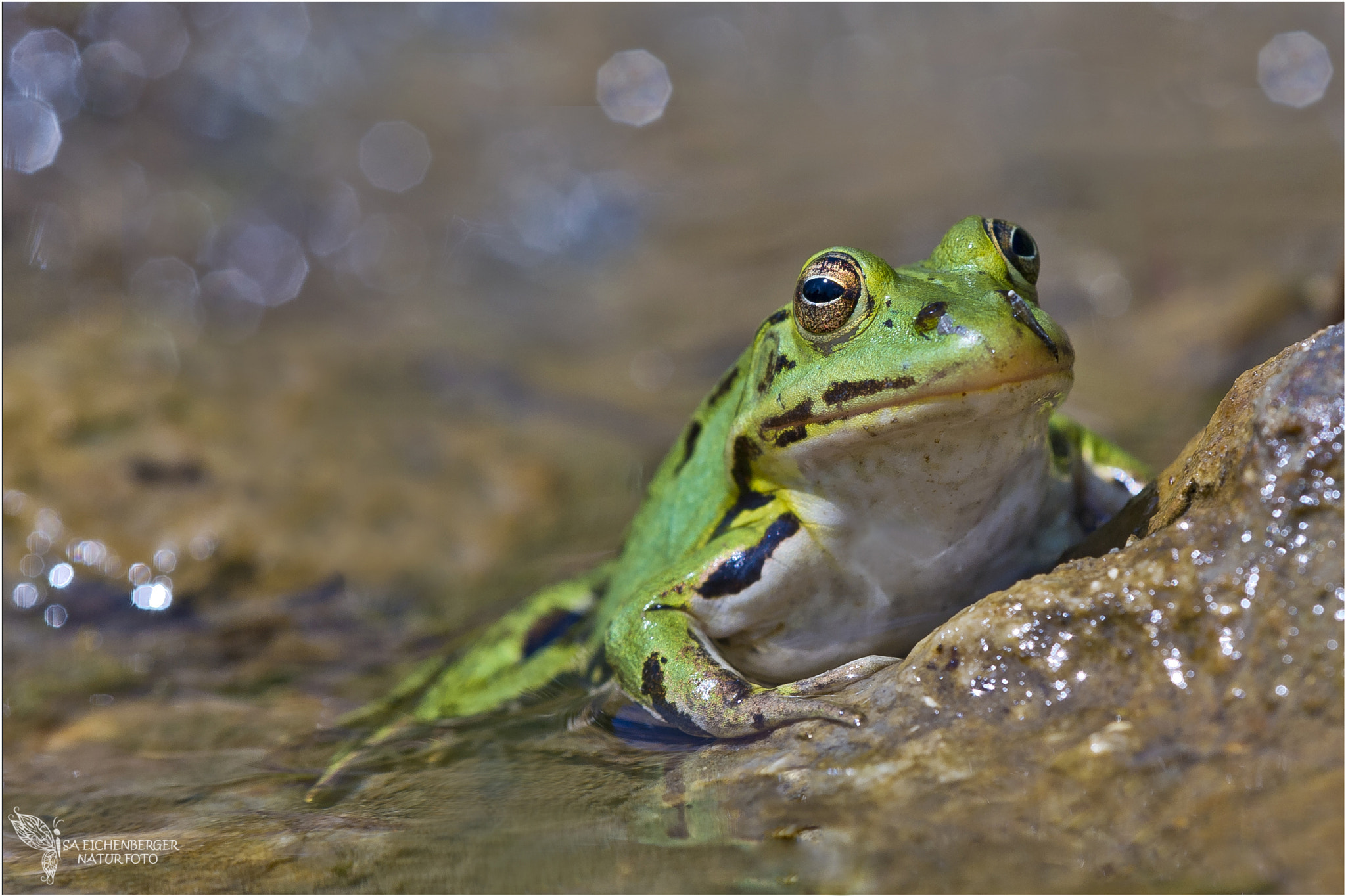 Nikon D3S + Nikon AF Micro-Nikkor 200mm F4D ED-IF sample photo. Mr. frog photography