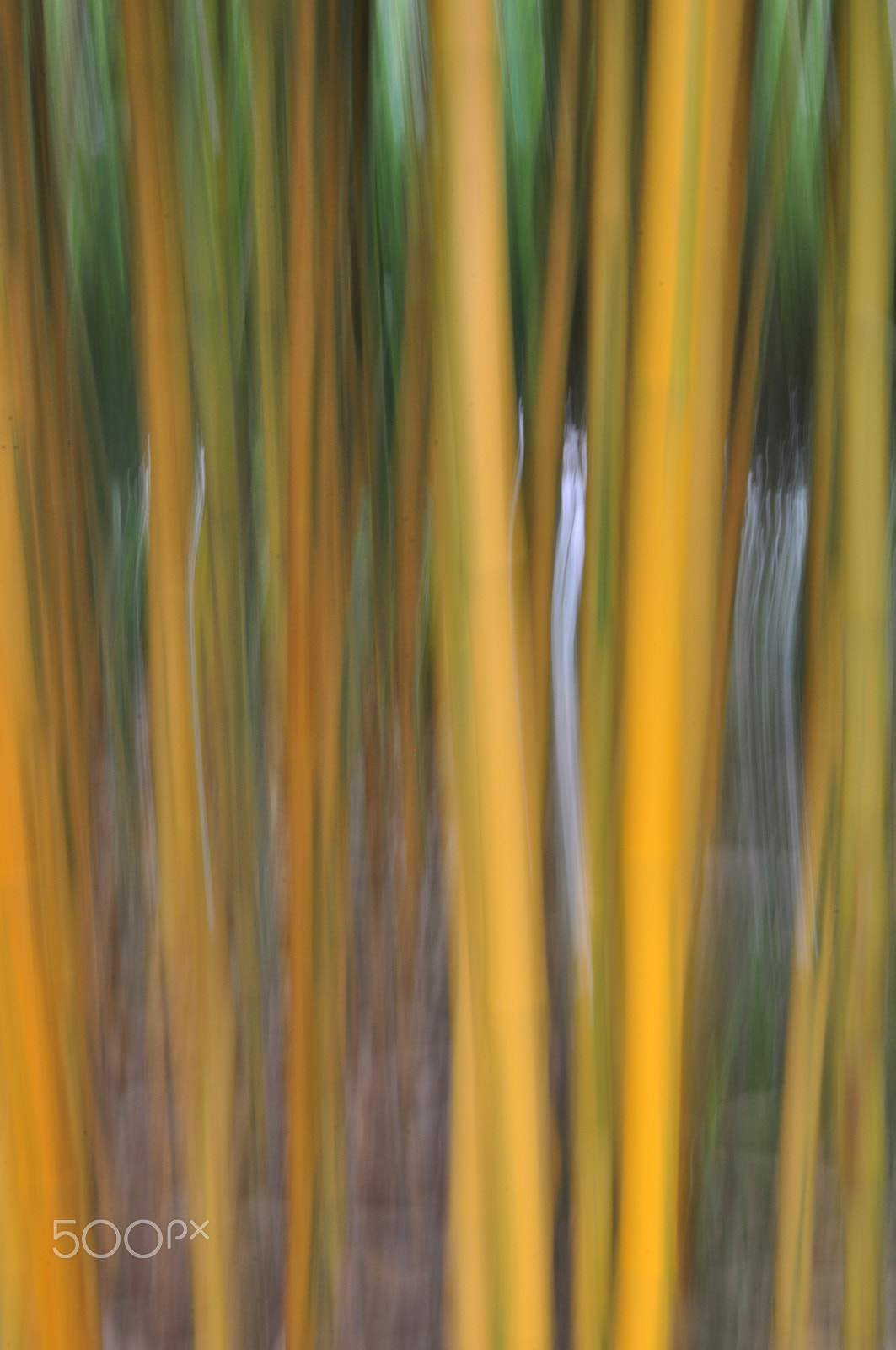 Nikon AF-S Micro-Nikkor 60mm F2.8G ED sample photo. Botanische tuinen utrecht photography
