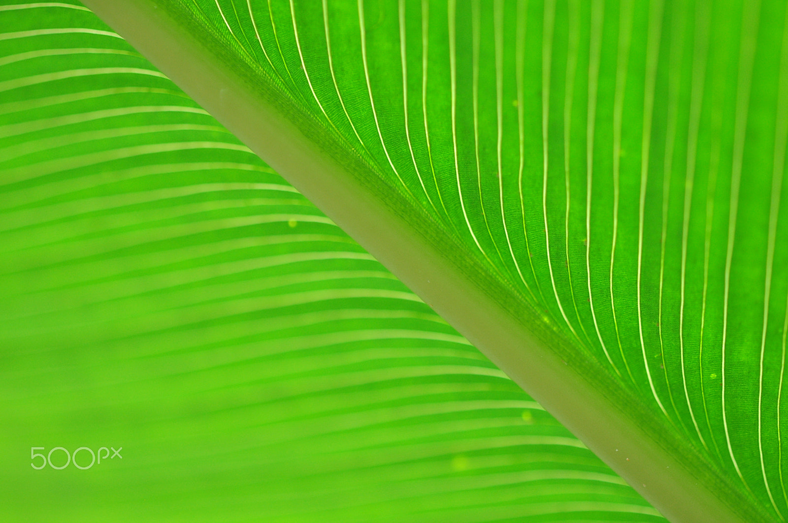 Nikon AF-S Micro-Nikkor 60mm F2.8G ED sample photo. Botanische tuinen utrecht photography