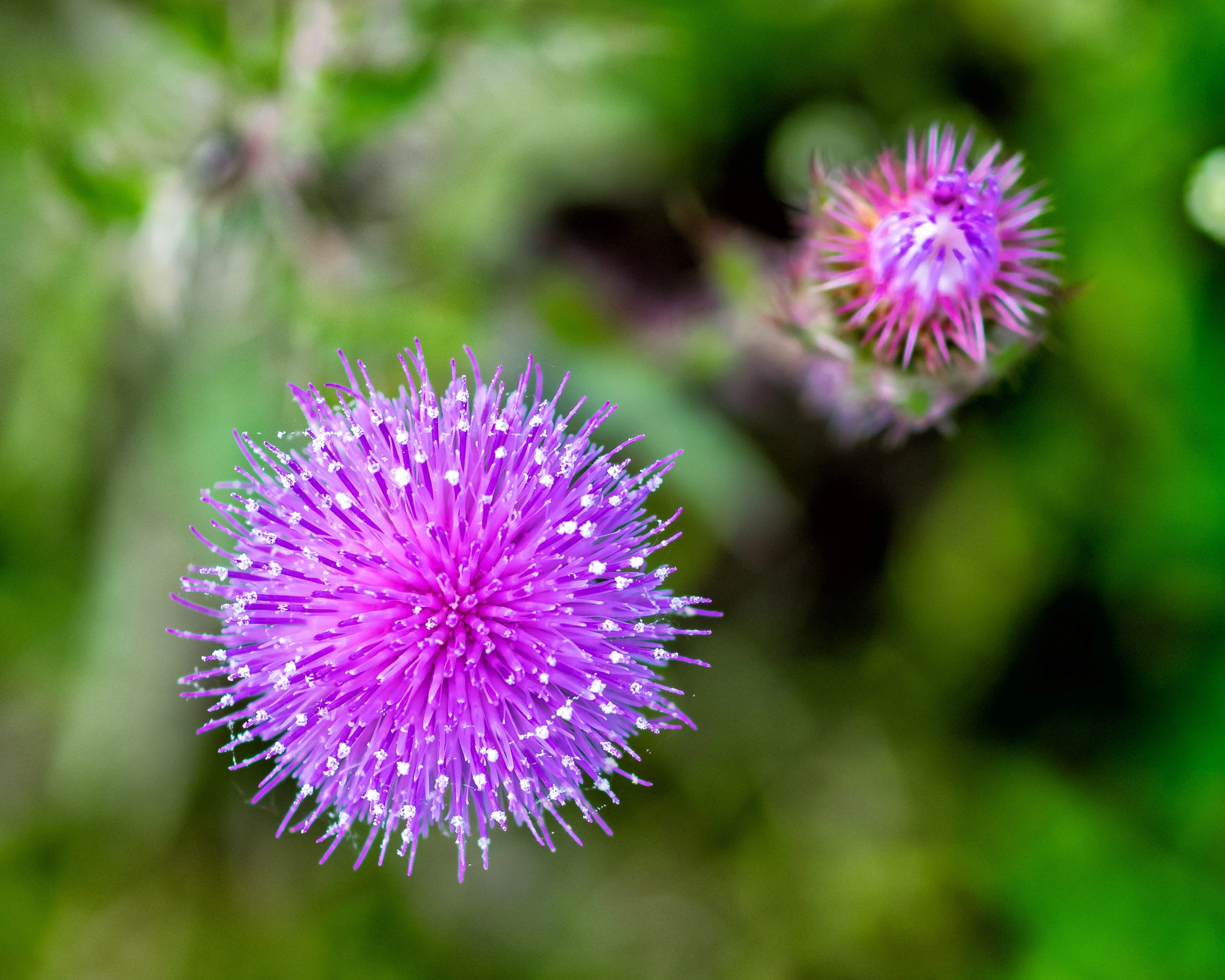 Olympus OM-D E-M1 + OLYMPUS 50mm Lens sample photo. Purple thistle (cirsium horridulum) photography