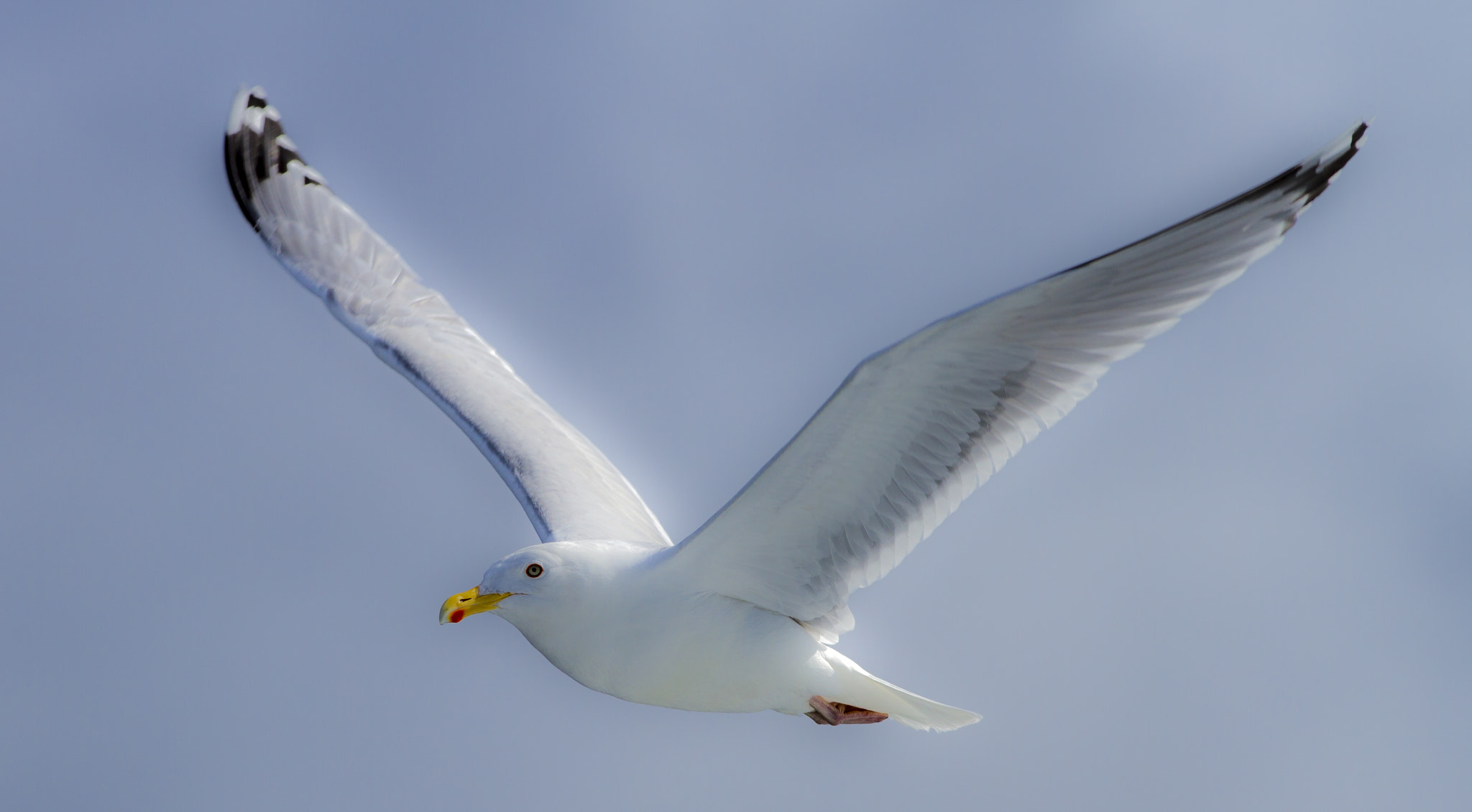 Canon EOS 7D + Canon EF 200mm F2.8L II USM sample photo. Seagulls:) see the whole series on my photo blog :) http://sunny16.me photography